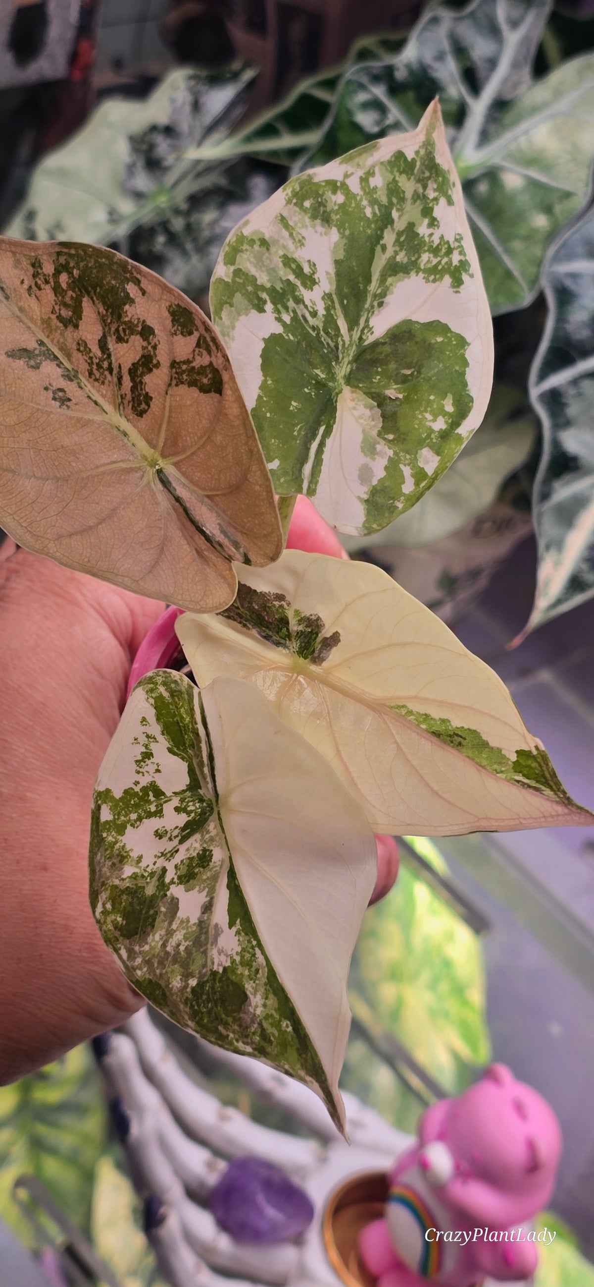 Alocasia Wentii Albo Pink 🌈🪴🩷