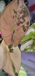 Alocasia Wentii Albo Pink 🌈🪴🩷