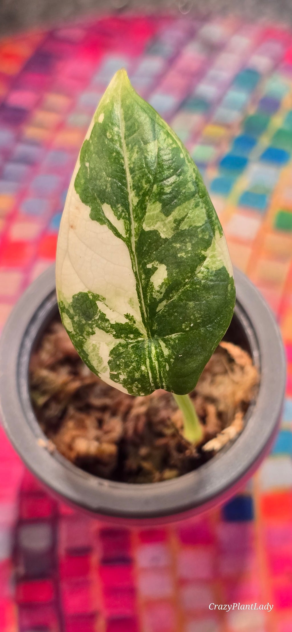 Alocasia Silver Dragon Albo 🪴🌈💗