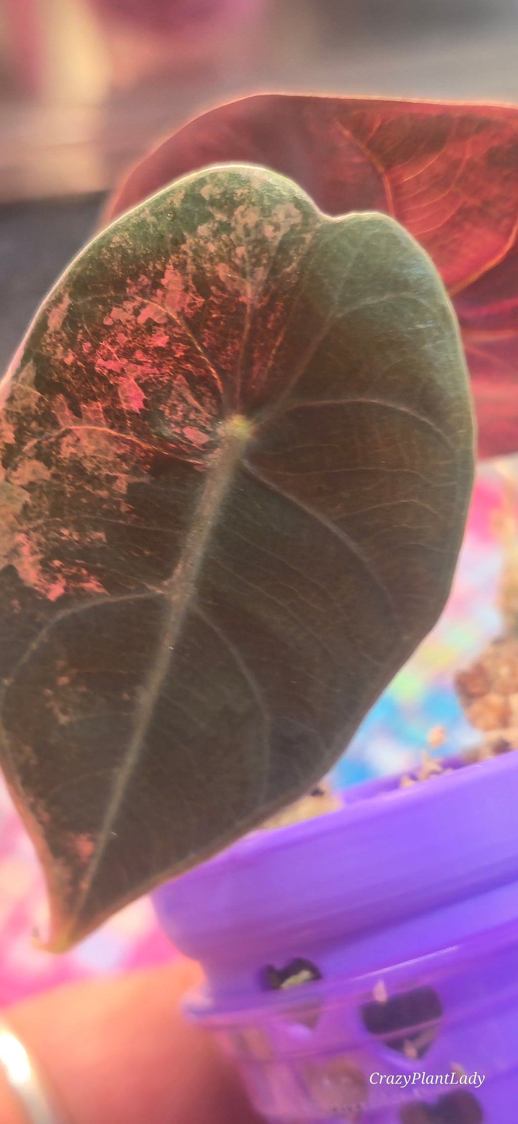 Alocasia Sedenii Peach Aurea 🌈🪴💗