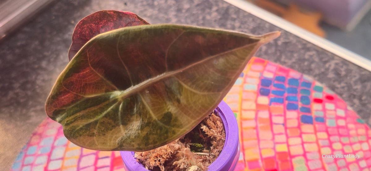 Alocasia Sedenii Peach Aurea 🌈🪴💗