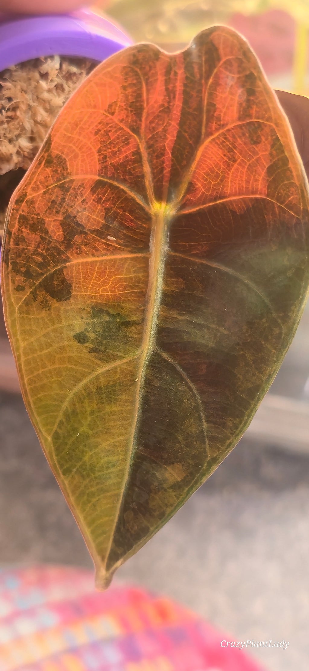 Alocasia Sedenii Peach Aurea 🌈🪴💗