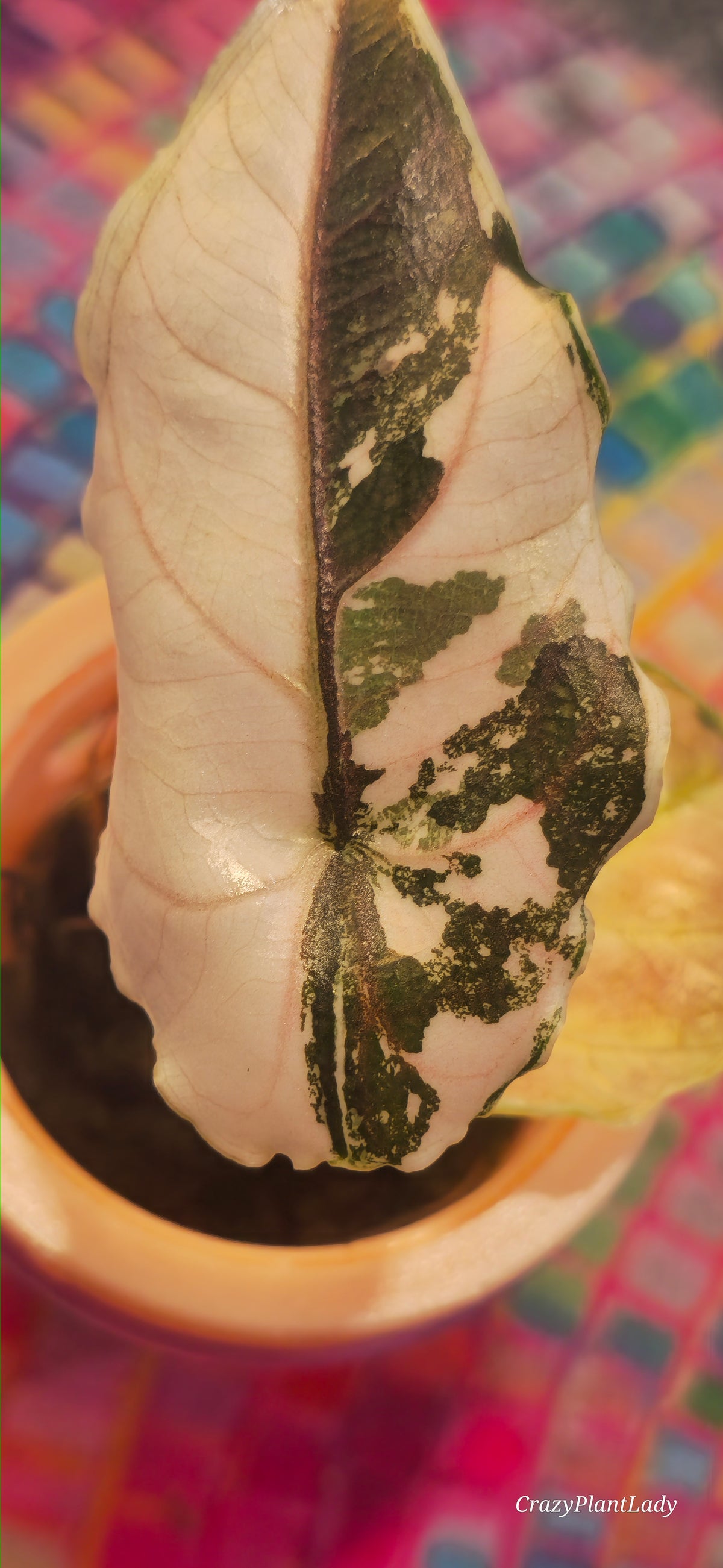Alocasia Azlanii Albo Pink 🌈🪴🩷