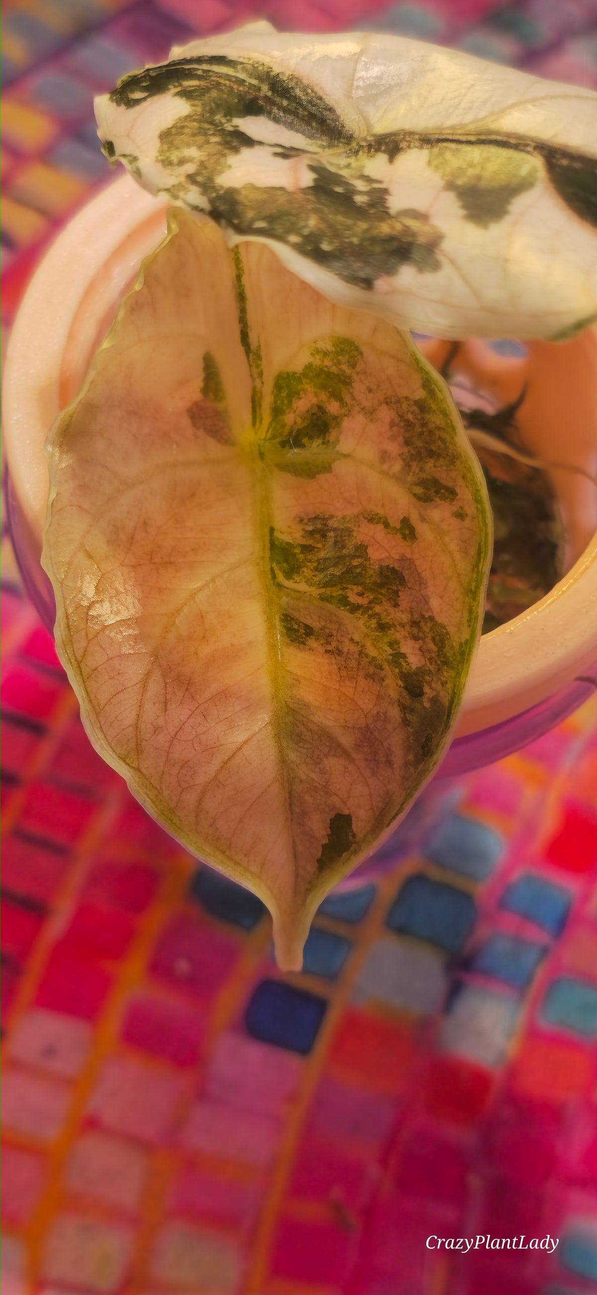 Alocasia Azlanii Albo Pink 🌈🪴🩷