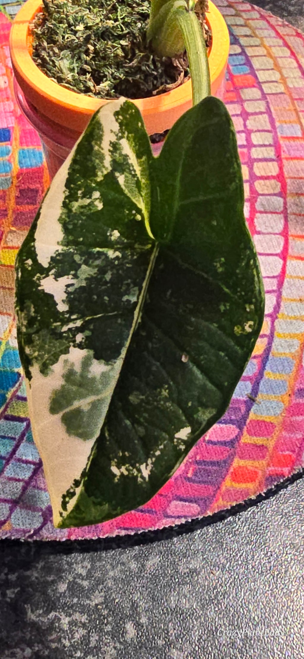 Alocasia Platinum Albo Plantlet 🌈🪴🩷