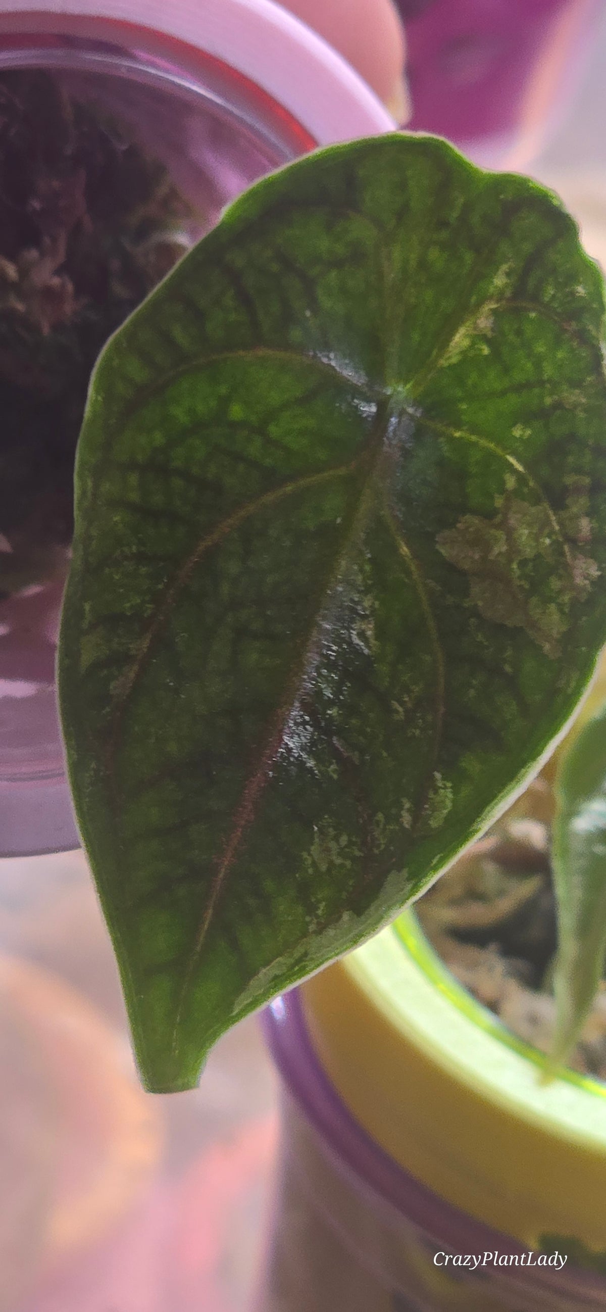 Alocasia Azlanii Albo Pink 🌈🪴🩷