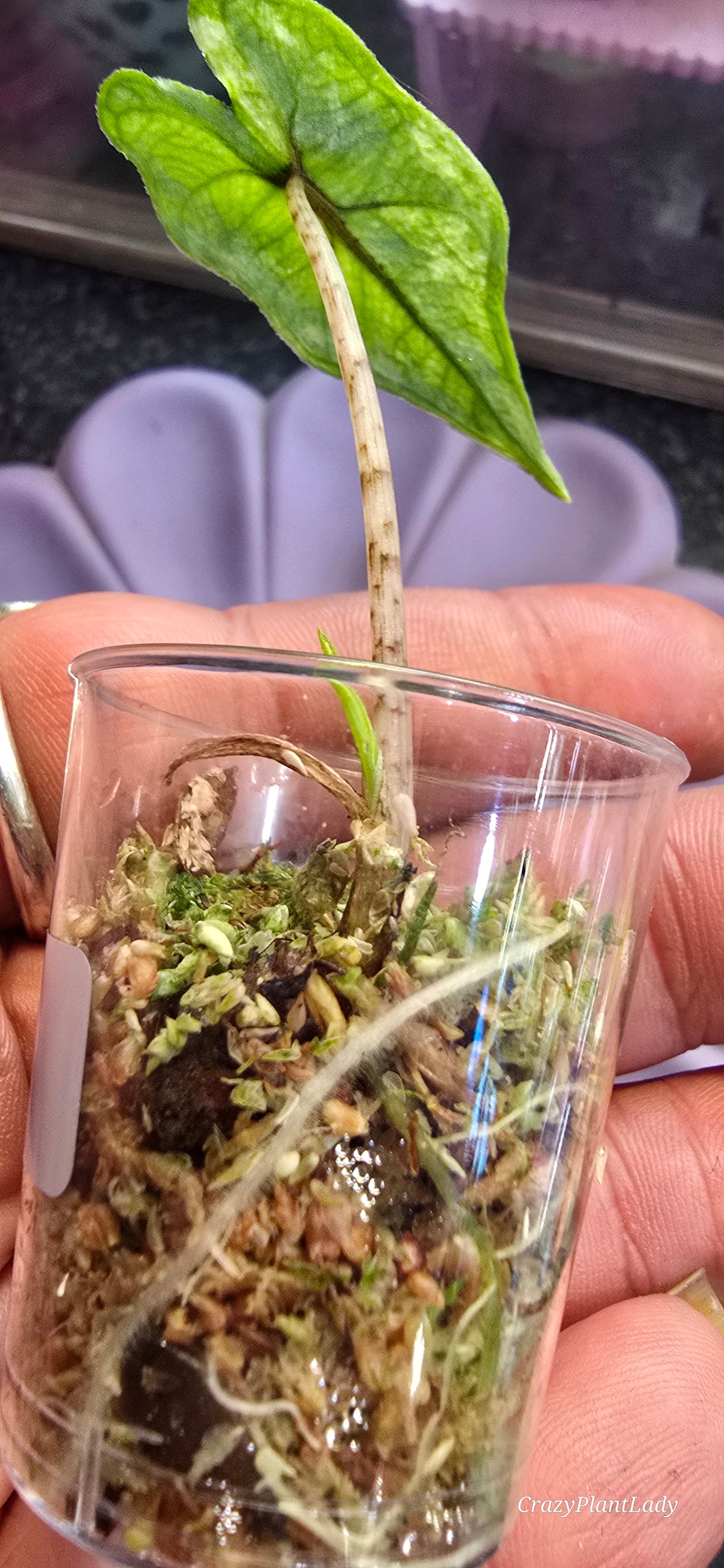 Alocasia Jacklyn Aurea — Sprouted Corm in Moss 🌱🌈🩷