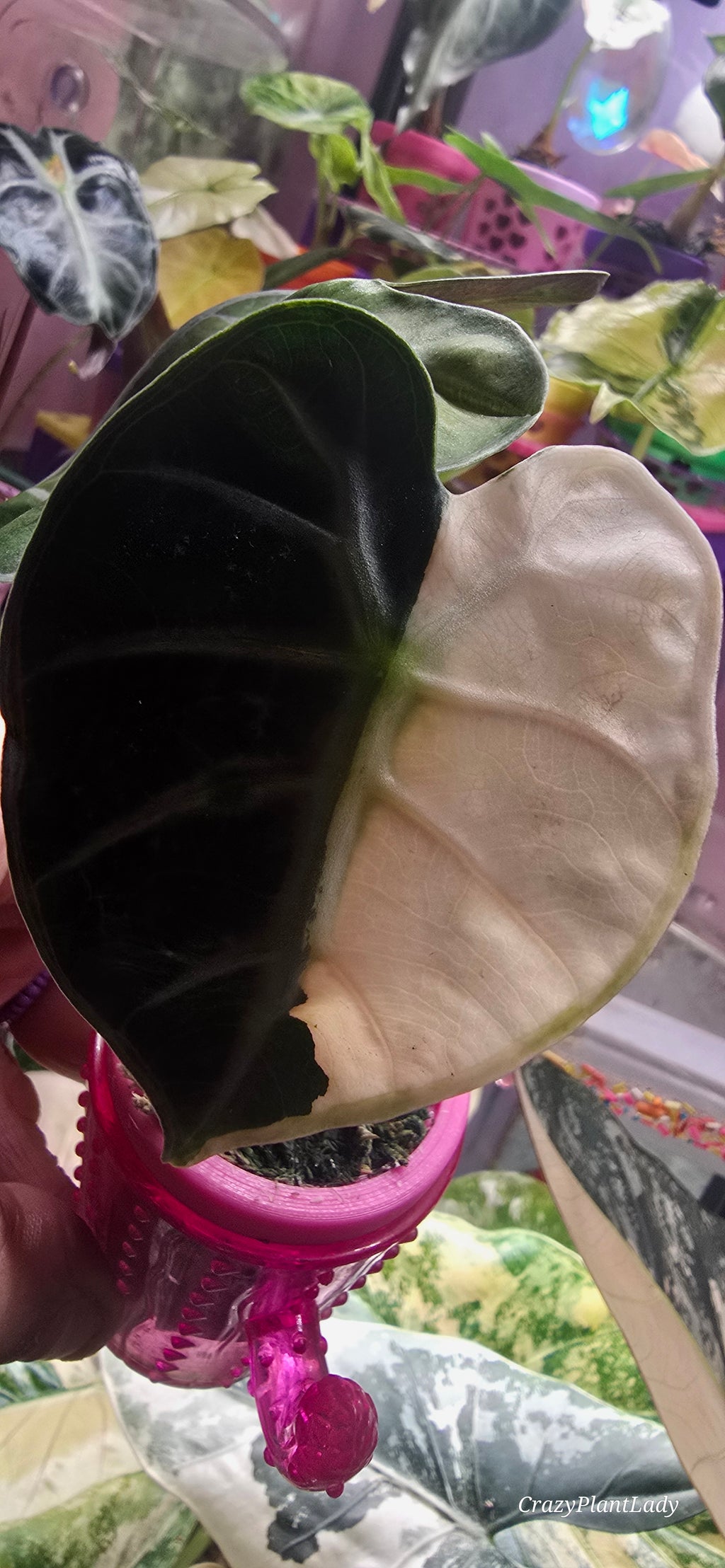 Alocasia Balloon Heart Pink — Corm Only 🌈🪴🩷