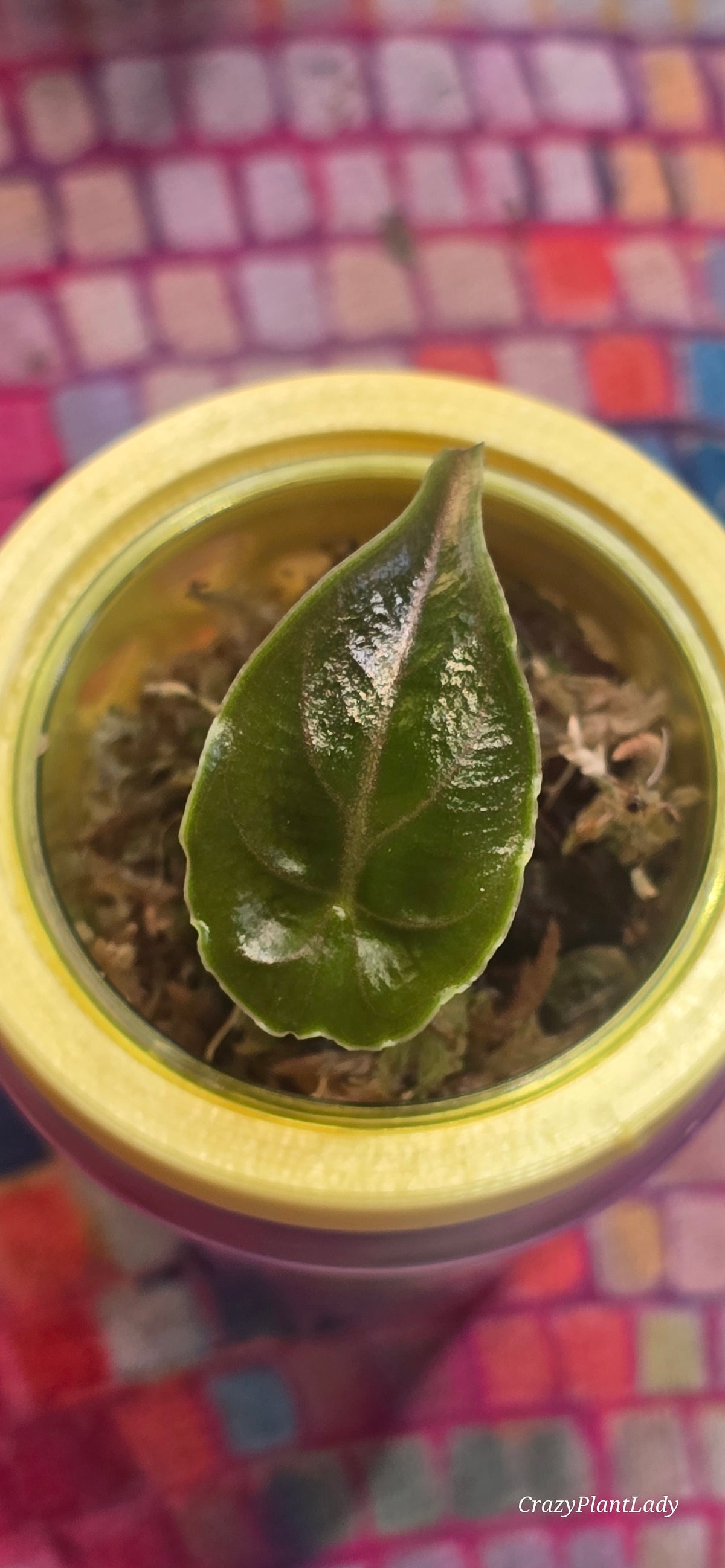 🌿✨ Alocasia Azlanii | No Albo | Bargain 💸