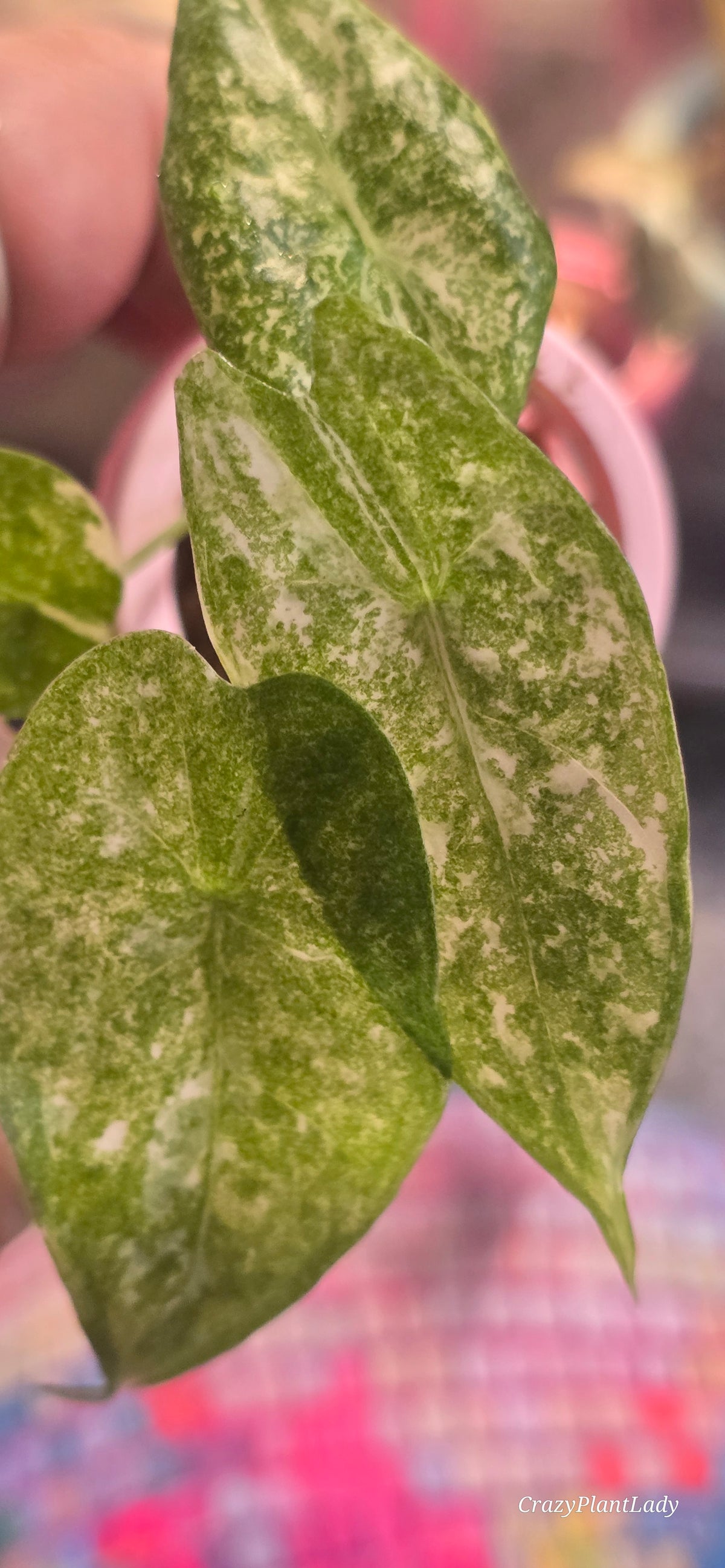 Alocasia Longiloba Thai Constellation Plantlet 🌈🪴🩷