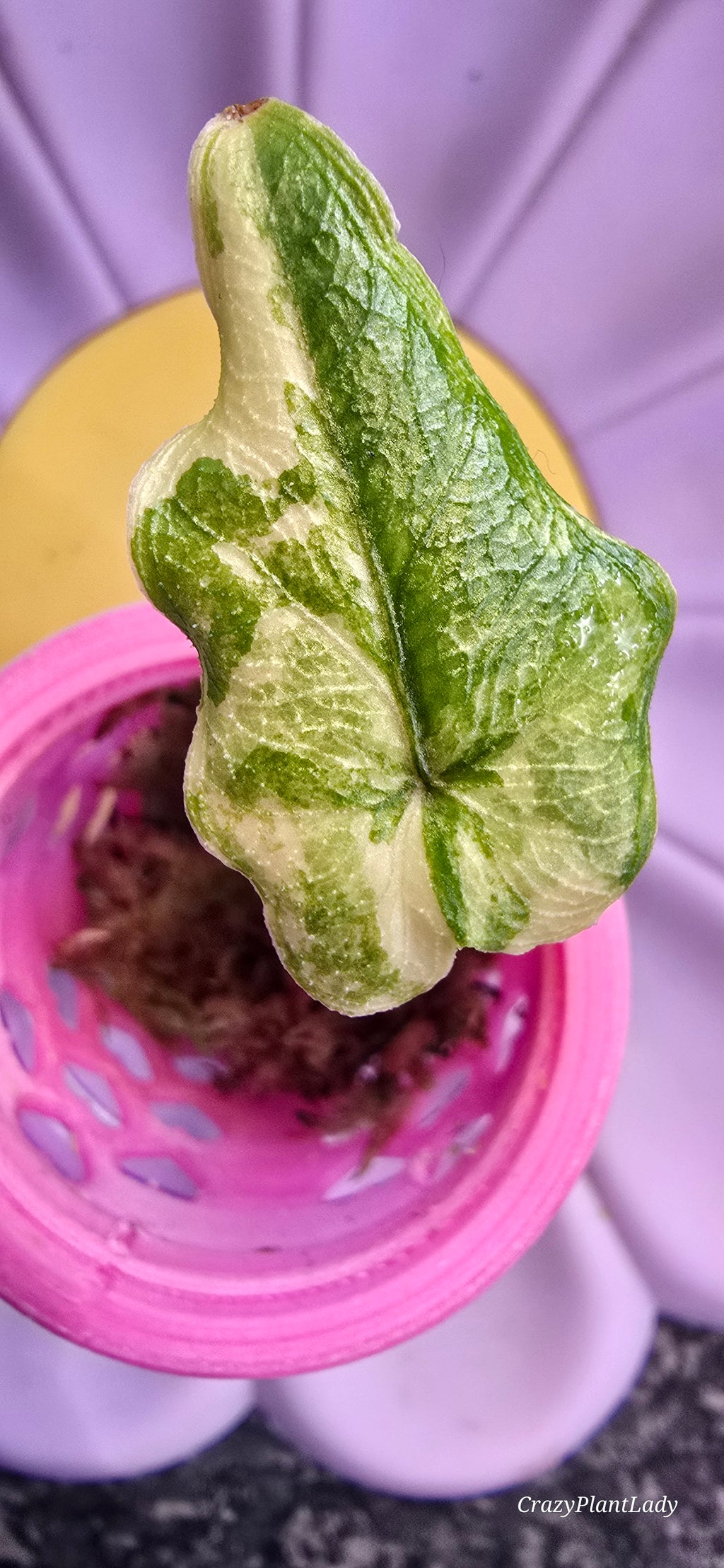 Alocasia Jacklyn Aurea — Sprouted Corm in Moss 🌱🌈🩷