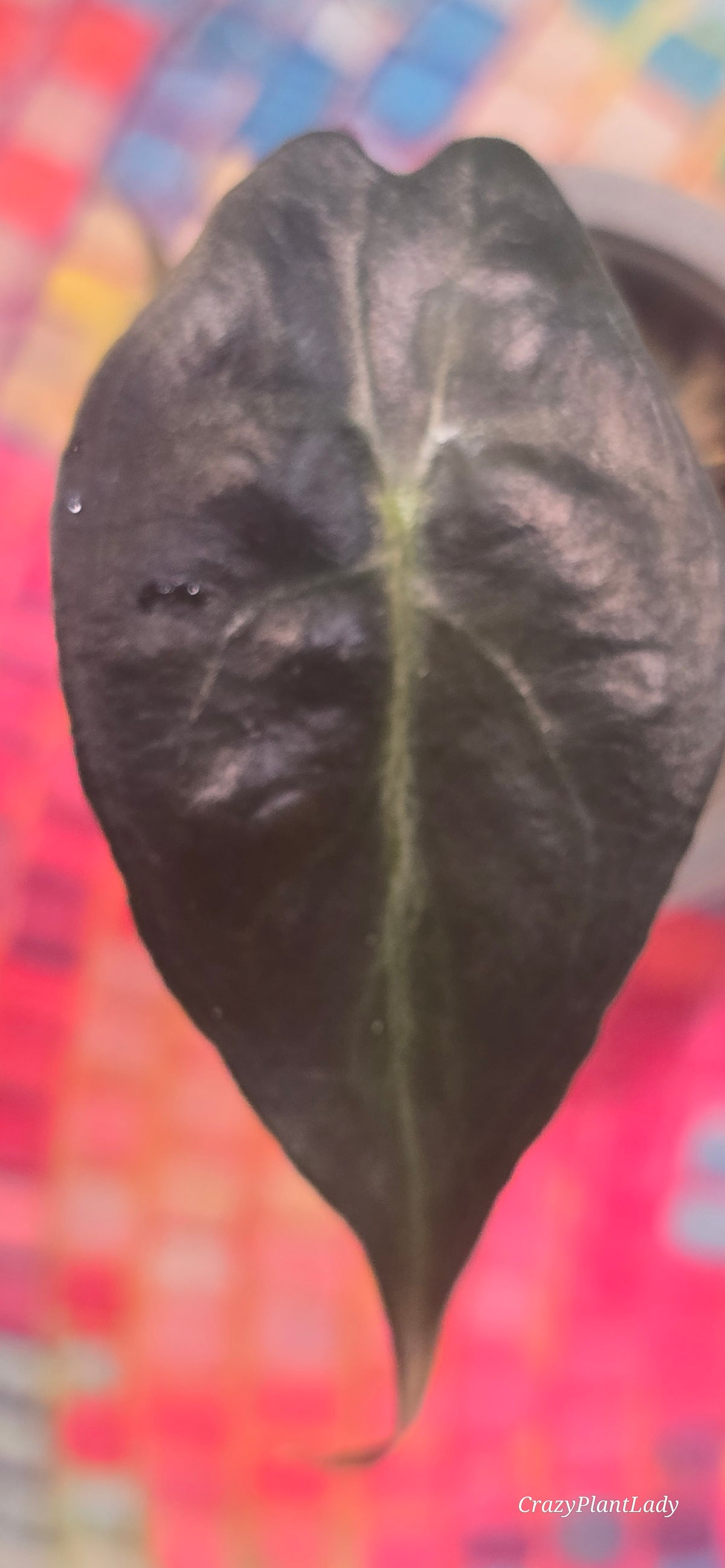 🌱✨ Alocasia Venom Baby Corm No Aurea 🌈
