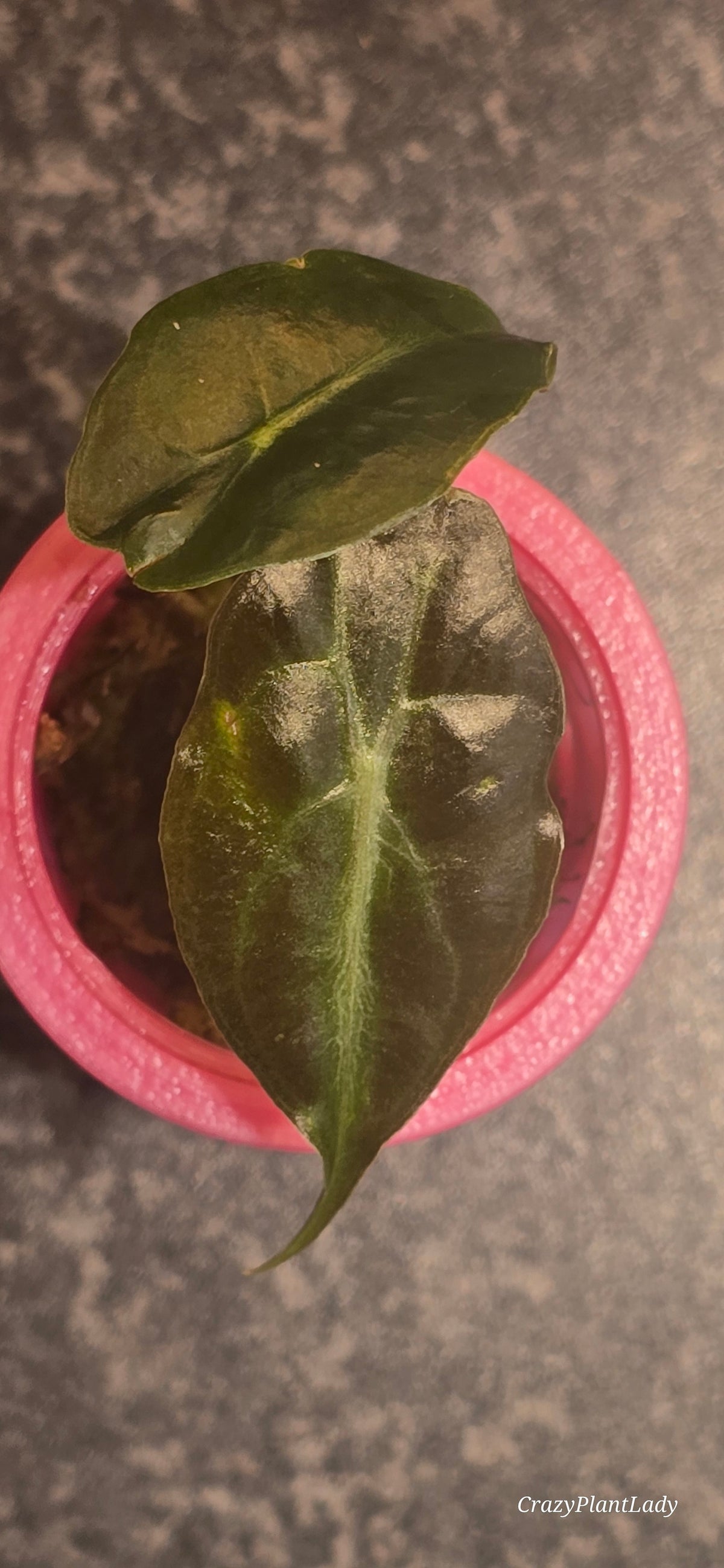 🌱✨ Alocasia Venom Baby Corm No Aurea 🌈