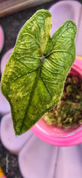 Alocasia Jacklyn Aurea — Sprouted Corm in Moss 🌱🌈🩷