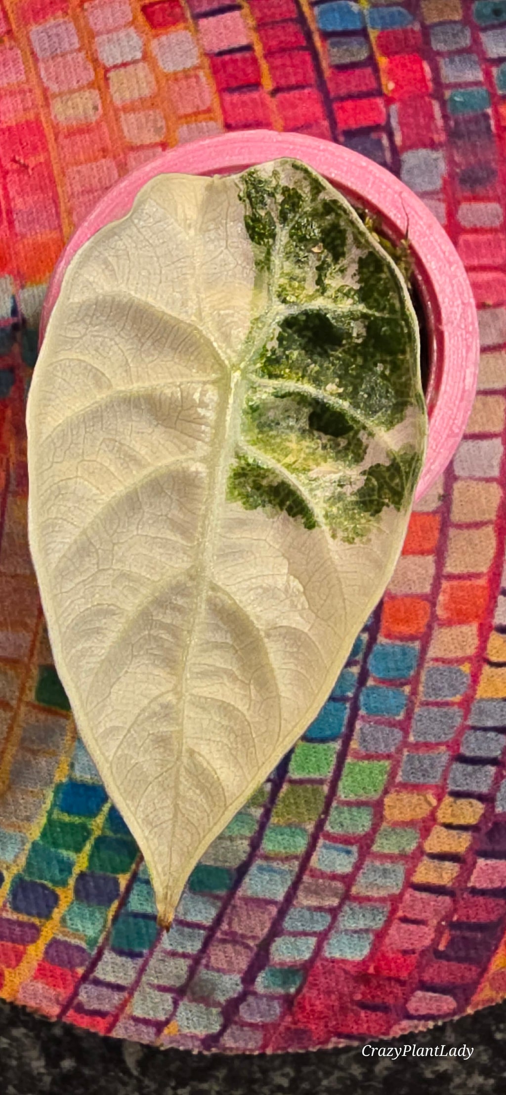 Alocasia Watsoniana Albo Pink 🌈🪴🩷