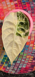 Alocasia Watsoniana Albo Pink 🌈🪴🩷
