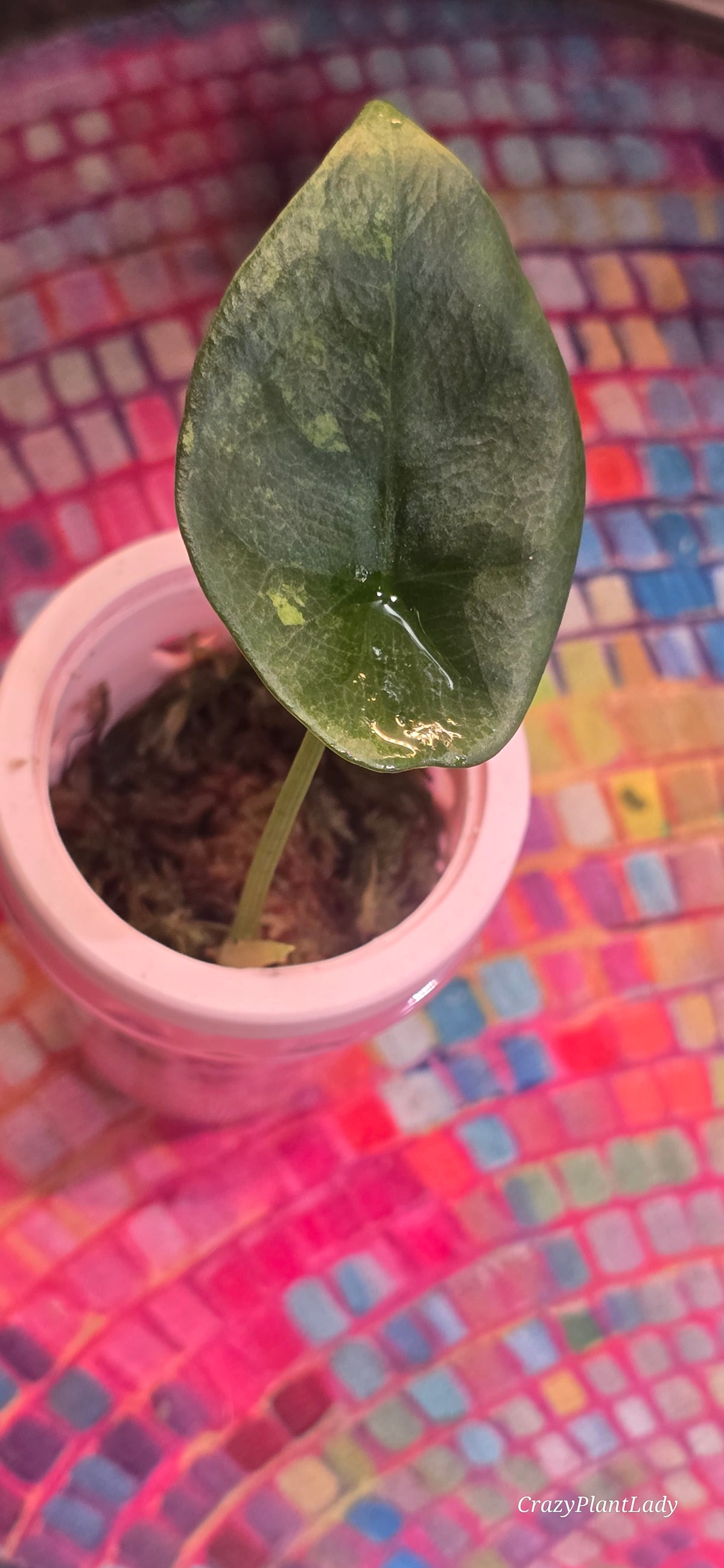 🌿✨ Alocasia Sinuata | Low Aurea | Bargain 💸🌈