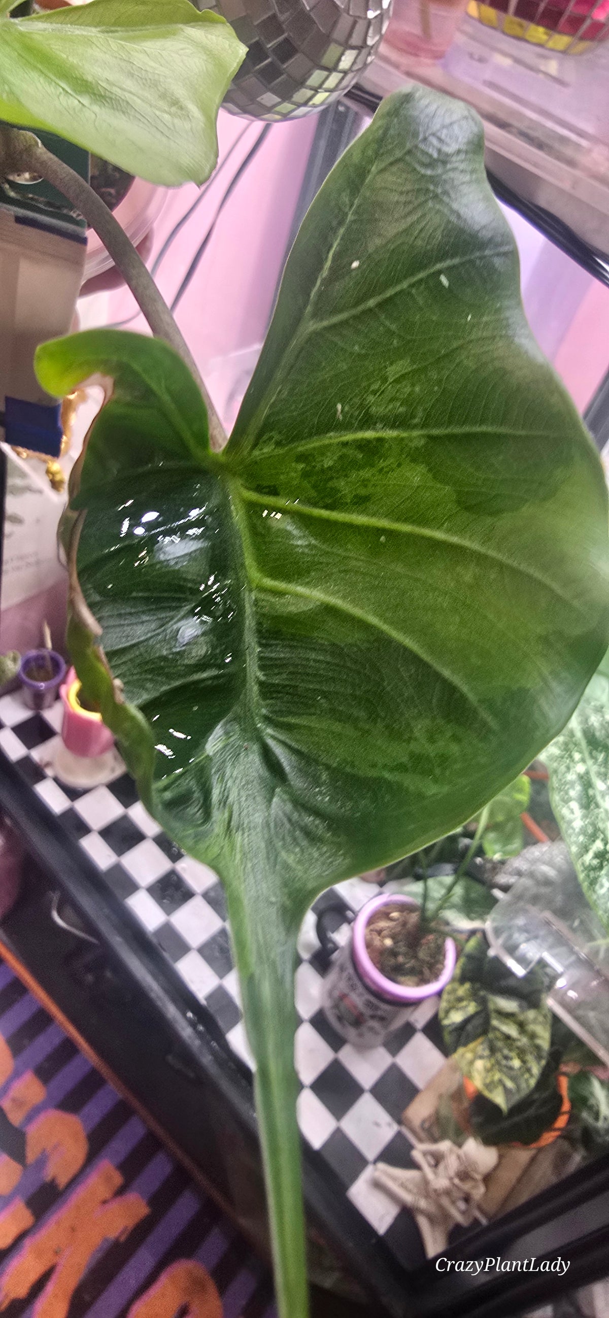 Alocasia Stingray Aurea | Corm 🌰🌈💜
