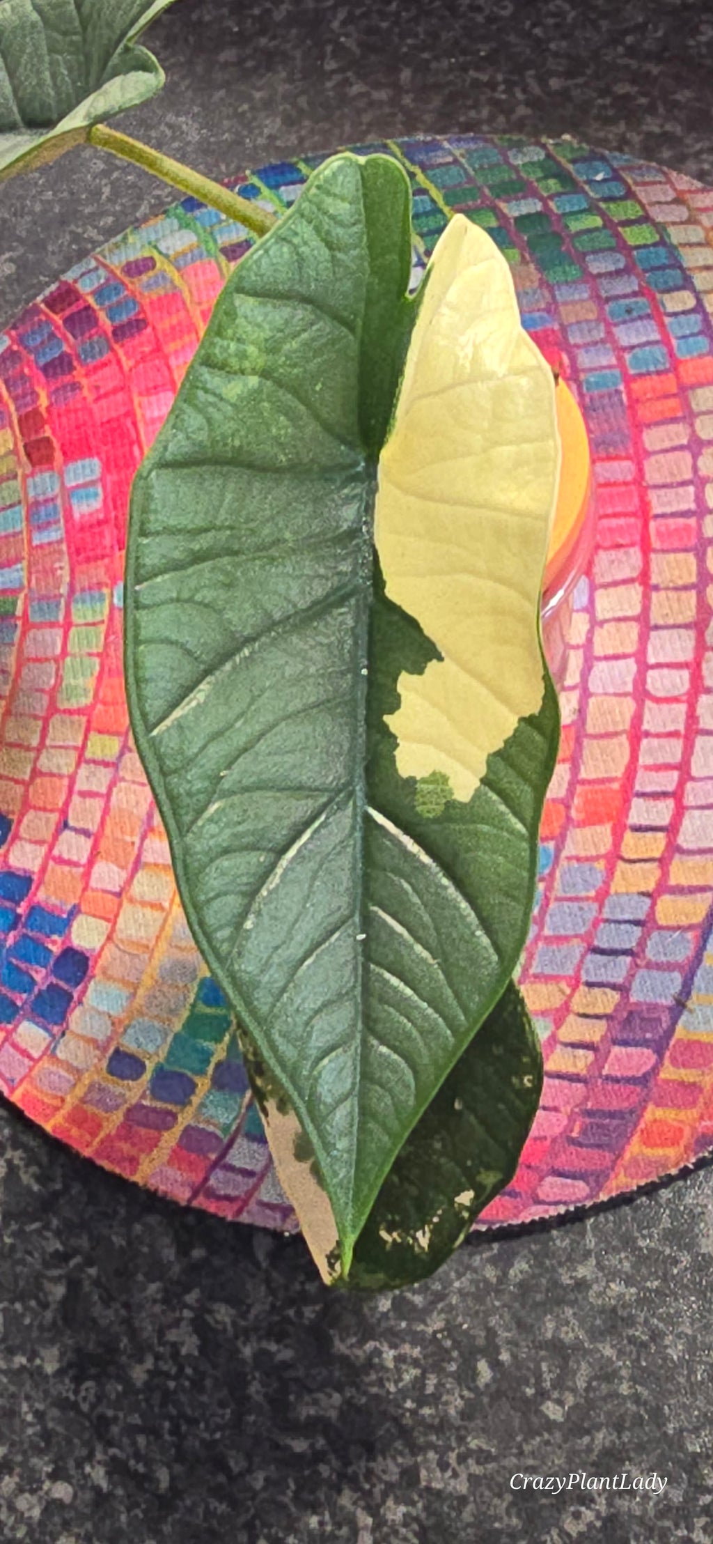 Alocasia Platinum Albo Plantlet 🌈🪴🩷