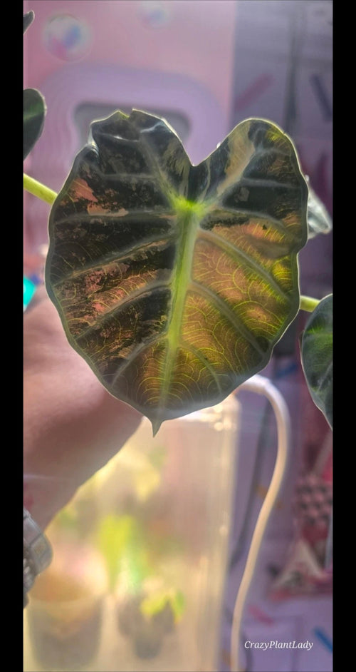 Alocasia Balloon Heart Pink — Corm Only 🌈🪴🩷