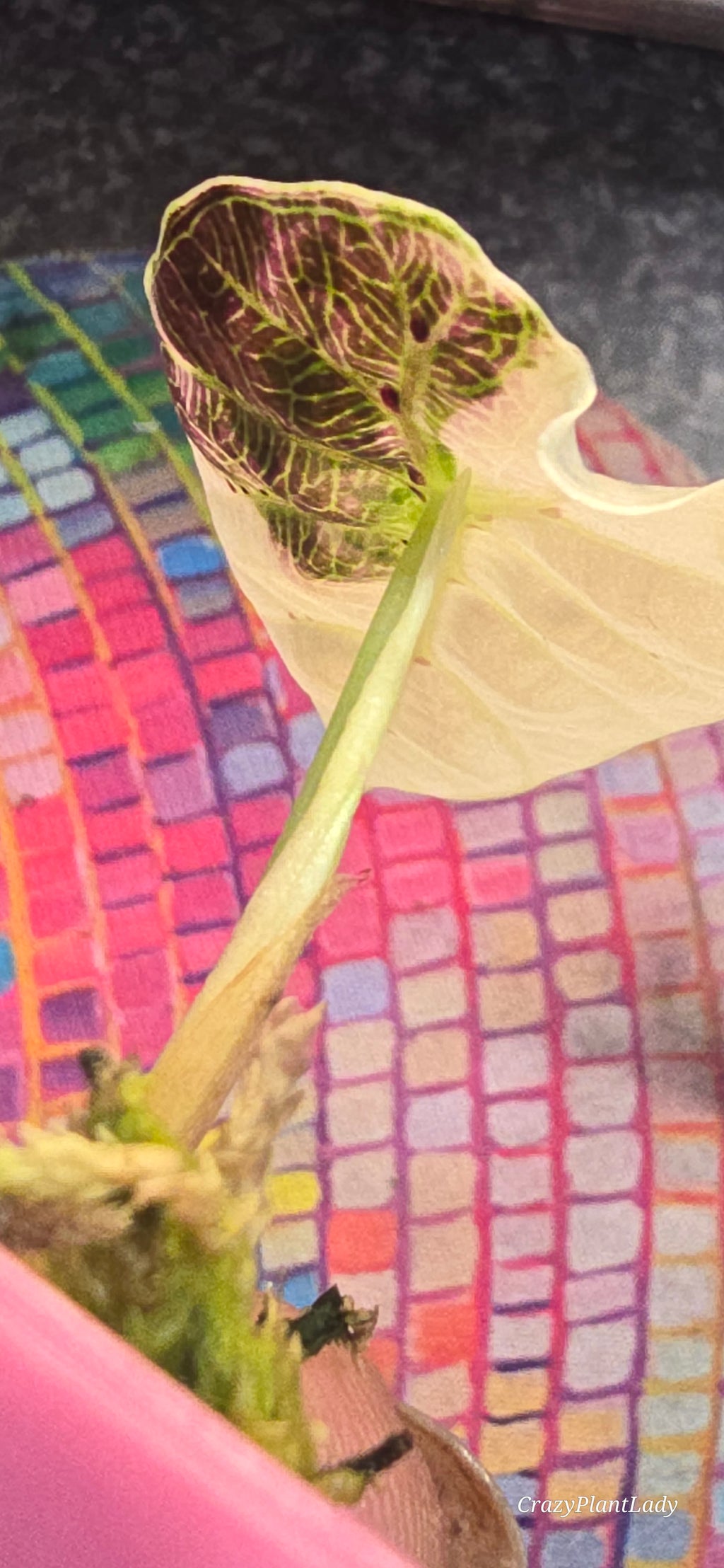 Alocasia Watsoniana Albo Pink 🌈🪴🩷
