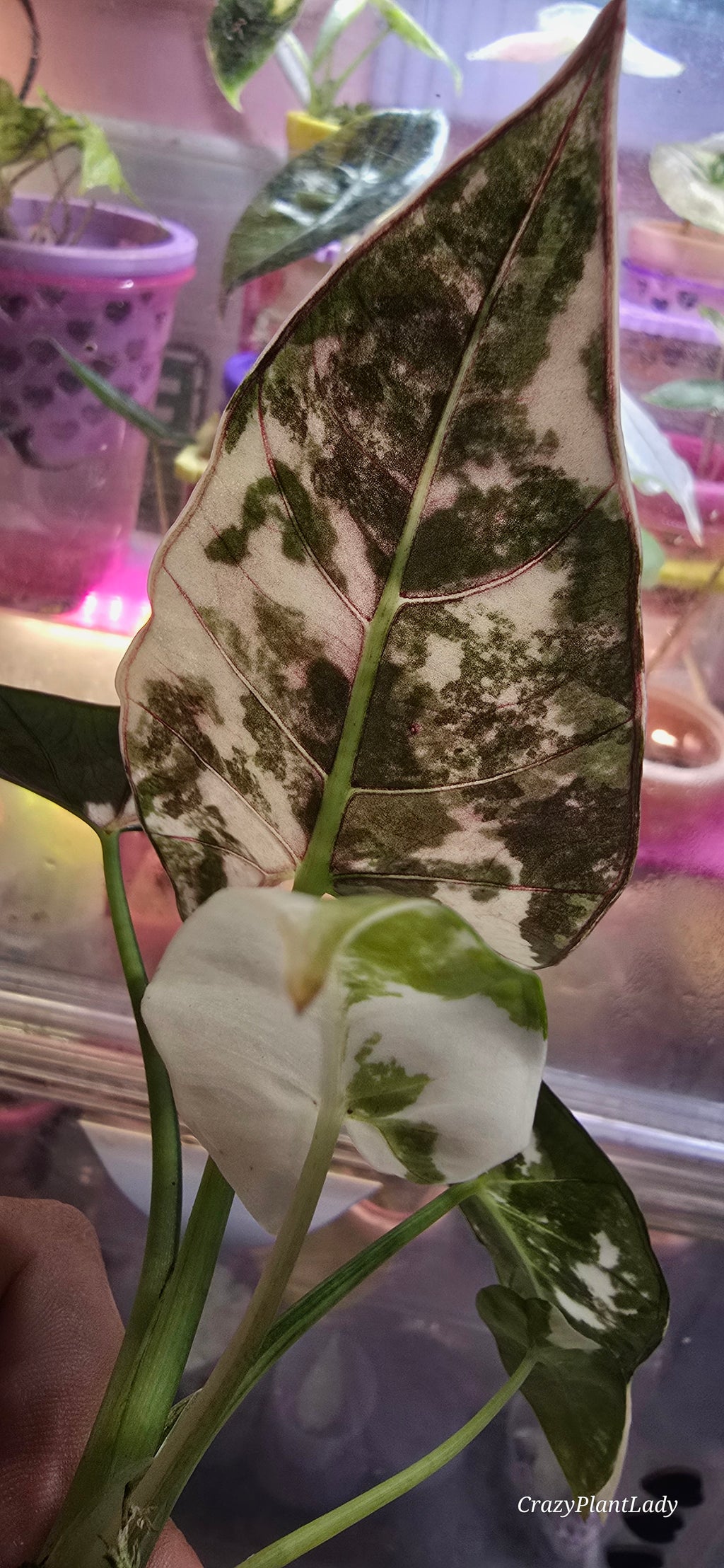 Alocasia Scabriuscula Albo Pink Variegated 🌈🪴💗