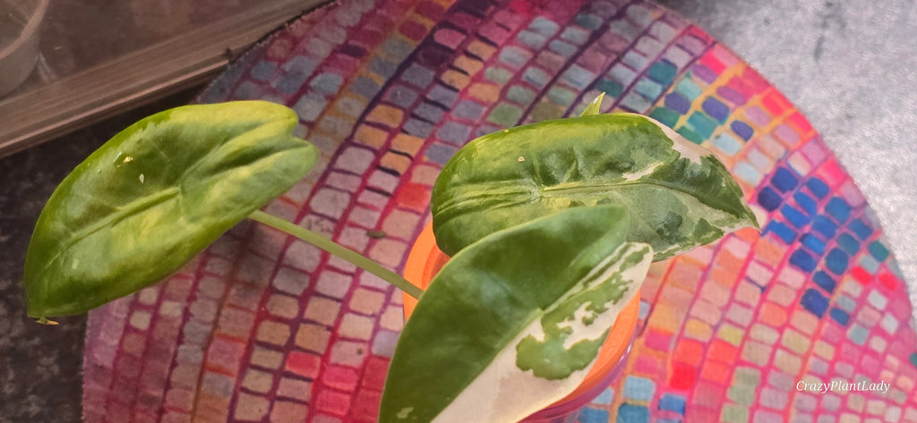 Alocasia Longiloba Albo (Pink Back) 🌸🤍✨