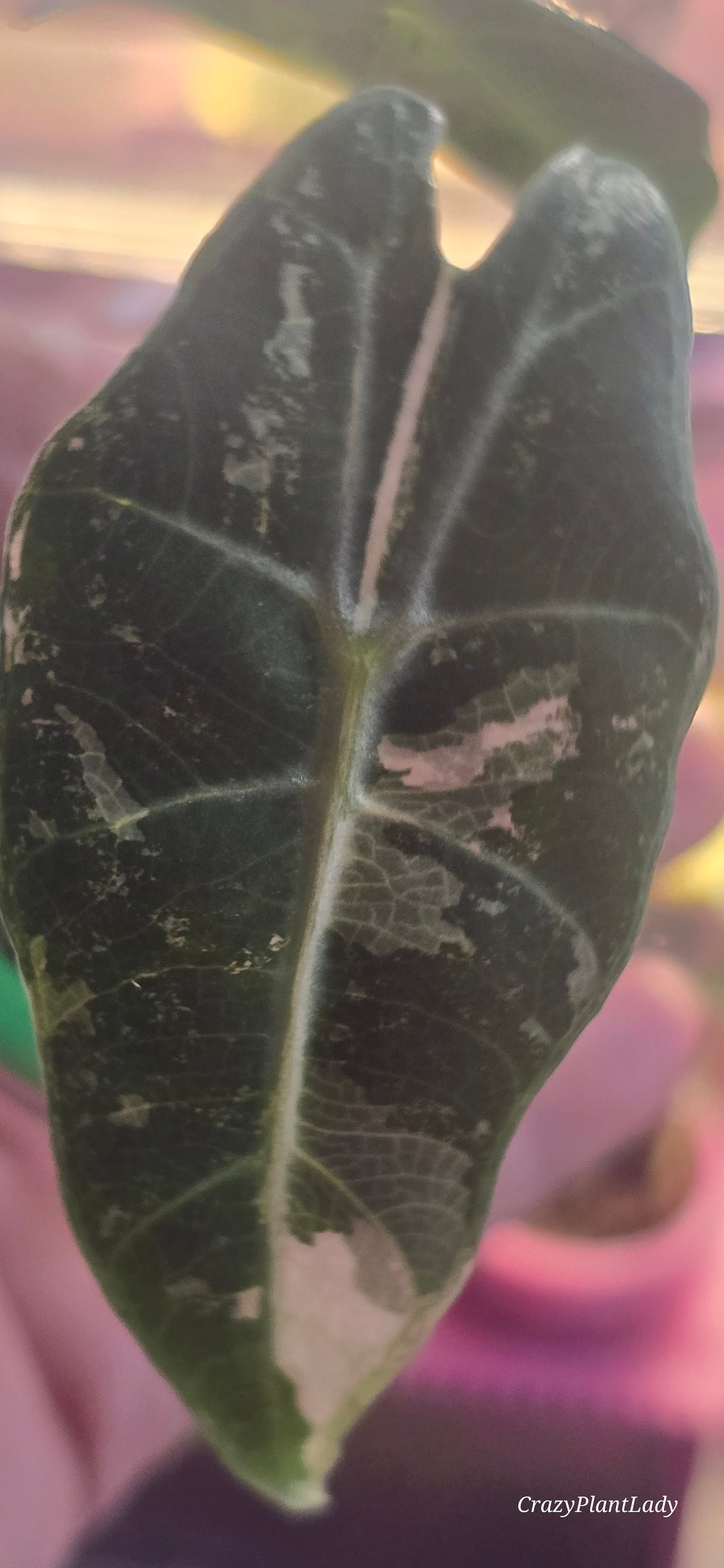 Alocasia Amazonica Pink 🌈🪴🩷