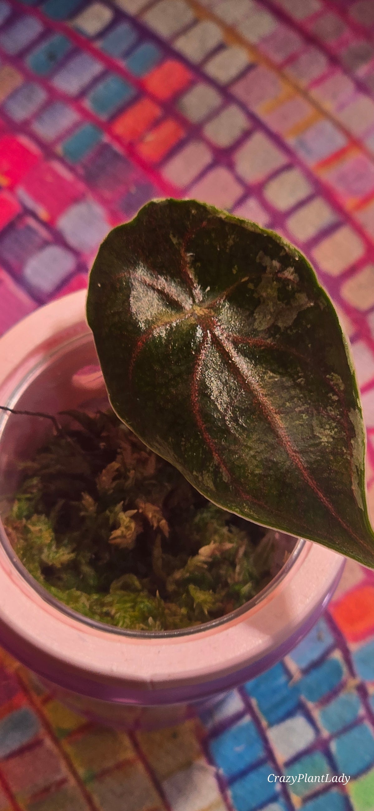 Alocasia Azlanii Albo Pink 🌈🪴🩷