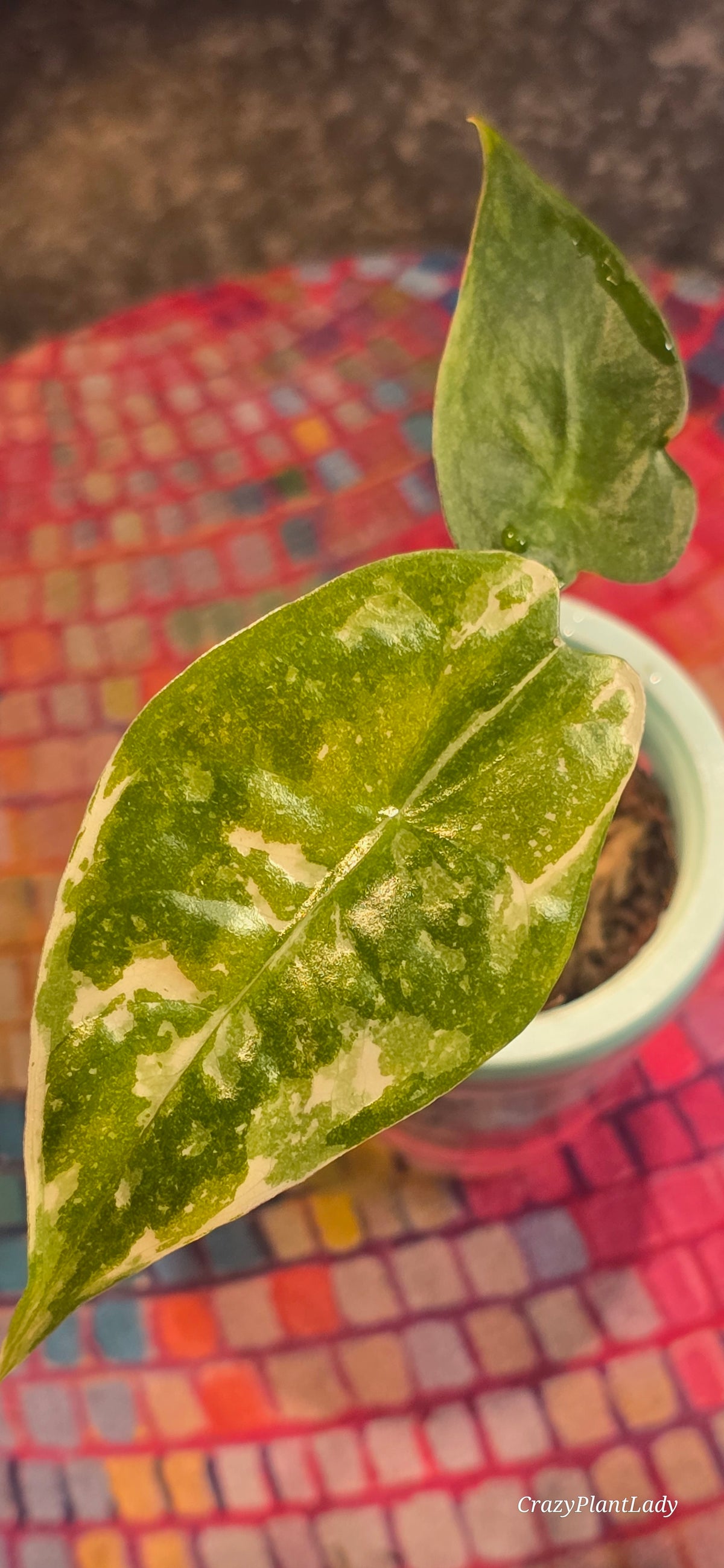 Alocasia Longiloba Thai Constellation 🌈🪴🩷