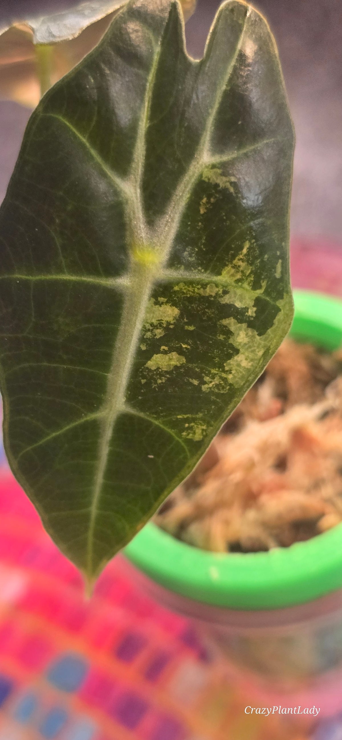 Alocasia Amazonica Pink 🌈🪴🩷