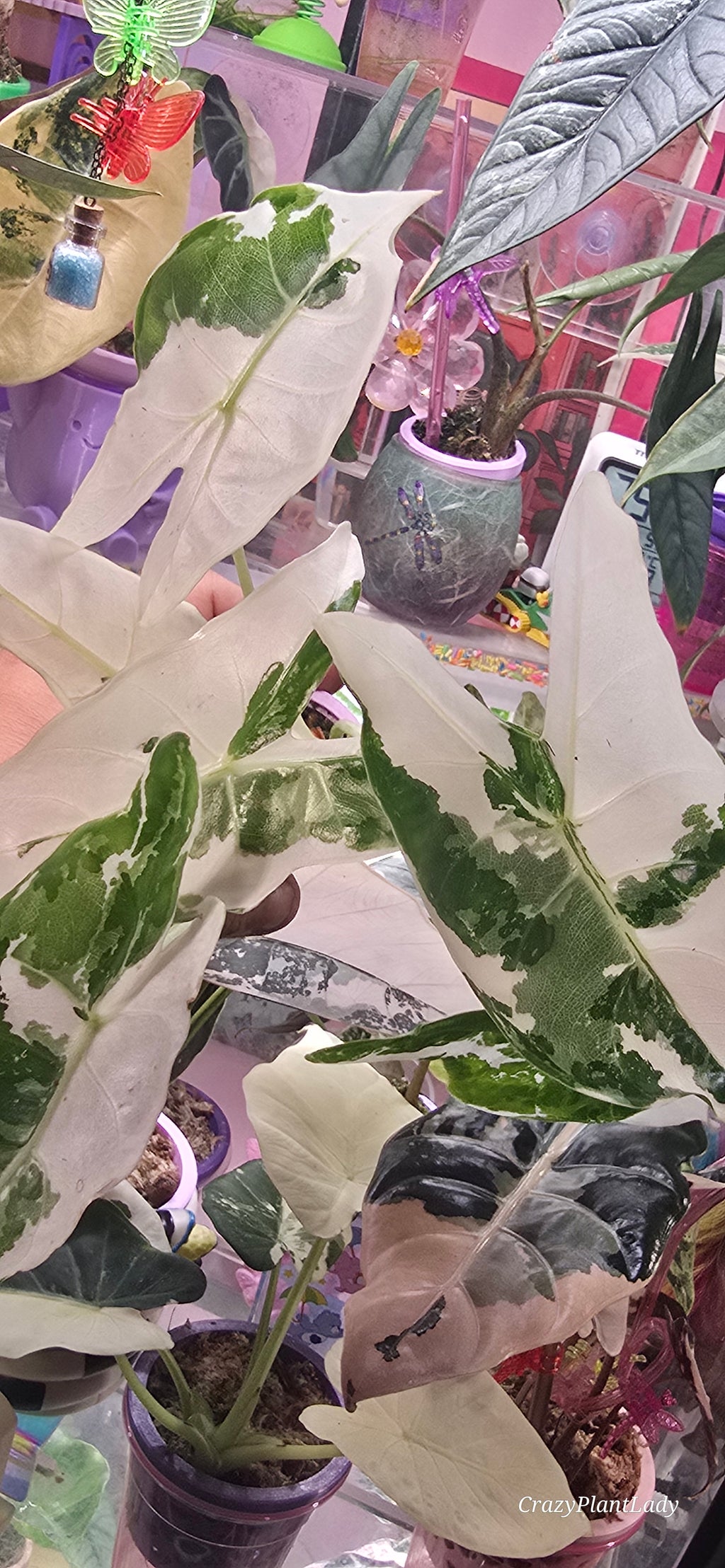 Alocasia Longiloba Albo Pink Back — Corm Only 🌈🪴🩷