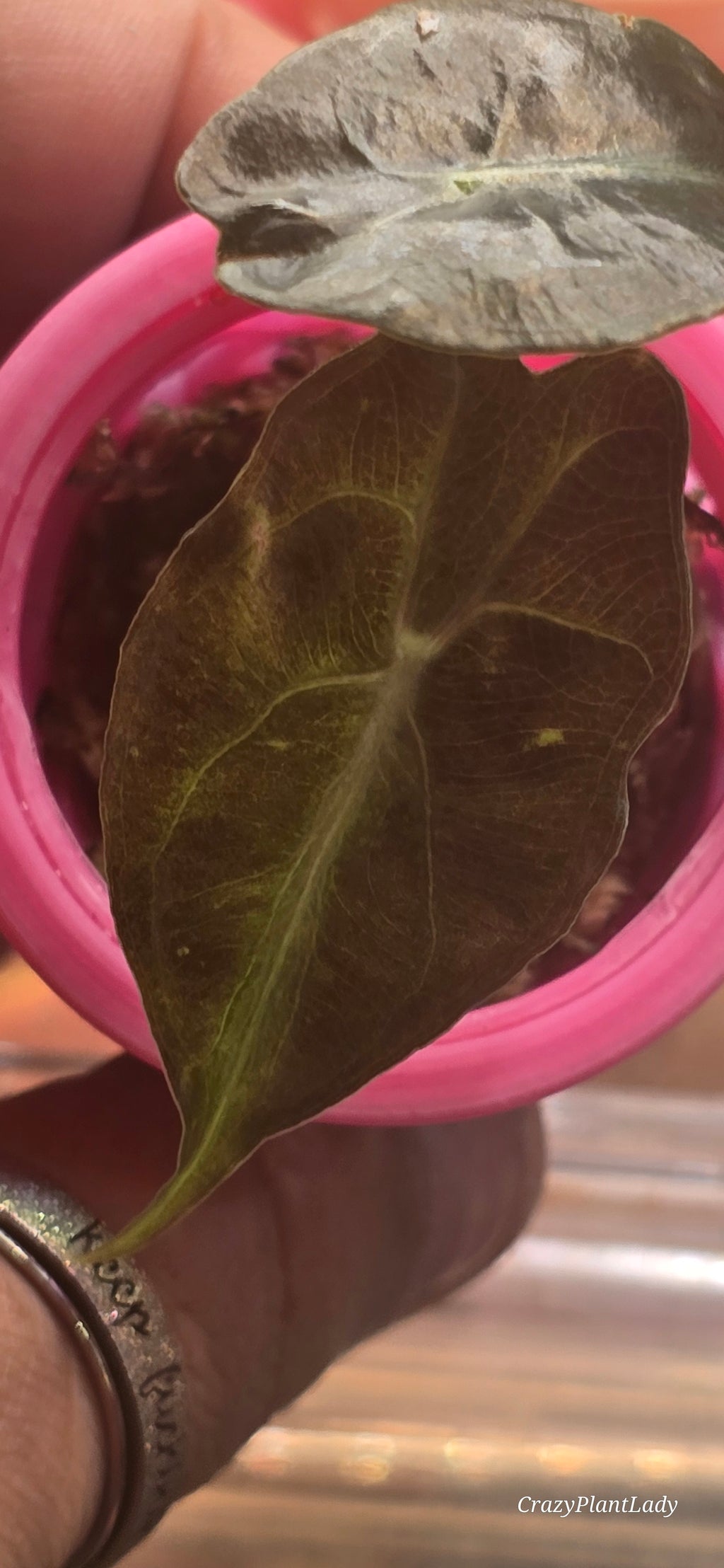 🌱✨ Alocasia Venom Baby Corm No Aurea 🌈