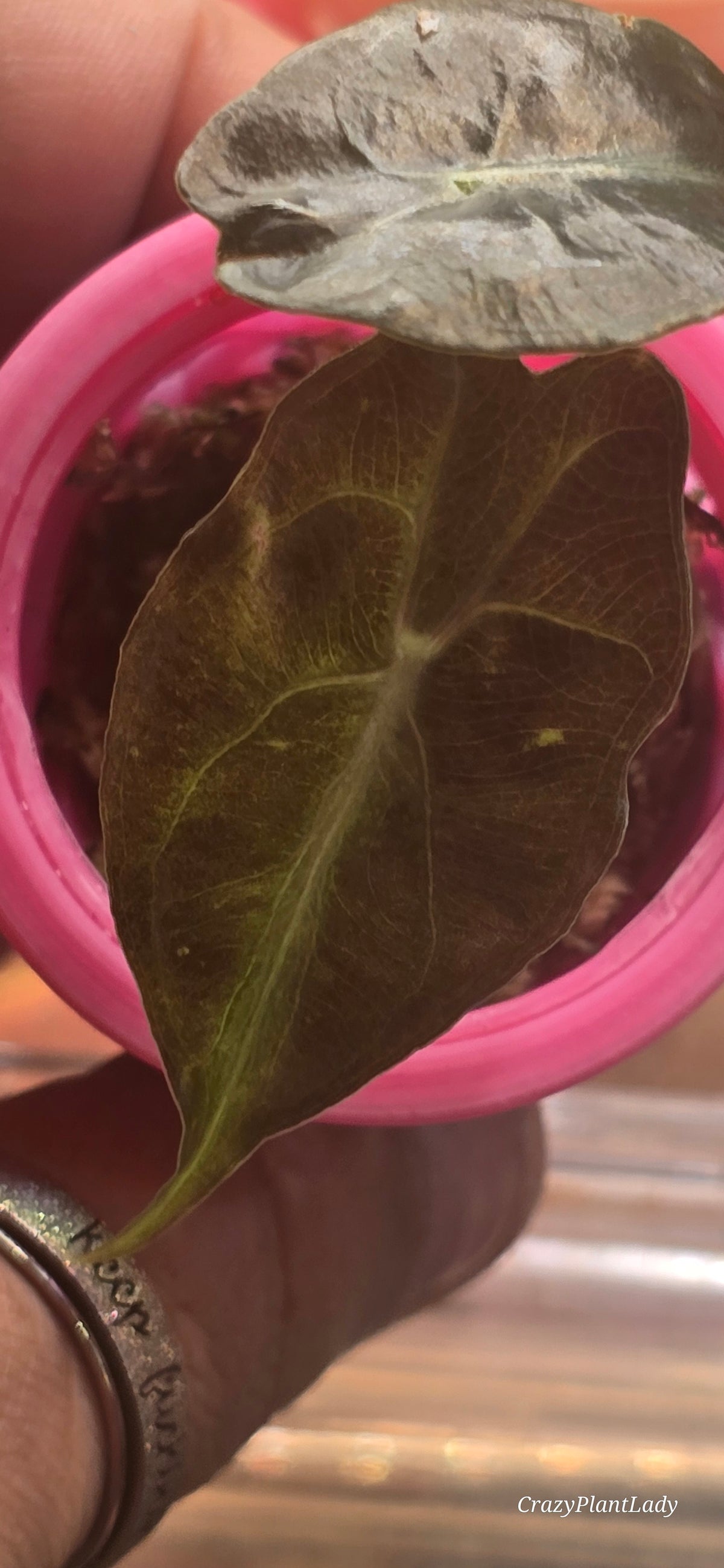 🌱✨ Alocasia Venom Baby Corm No Aurea 🌈