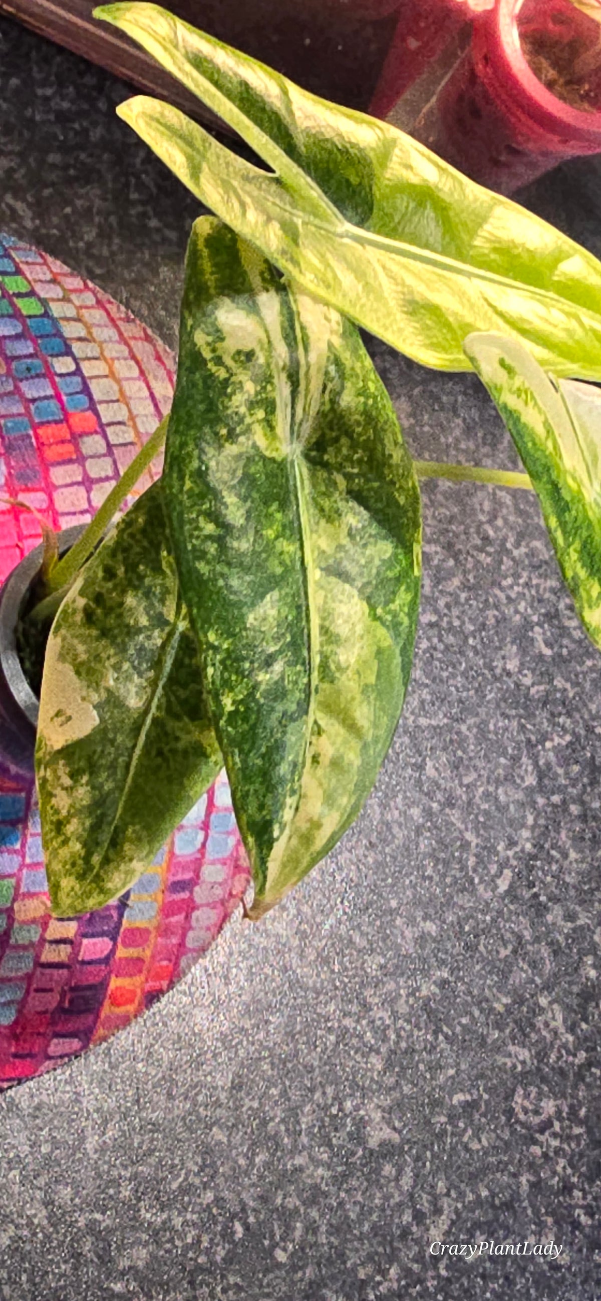 Alocasia Longiloba Aurea 🌈🪴🩷