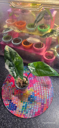 Alocasia Simpo Albo 🌈🪴🩷