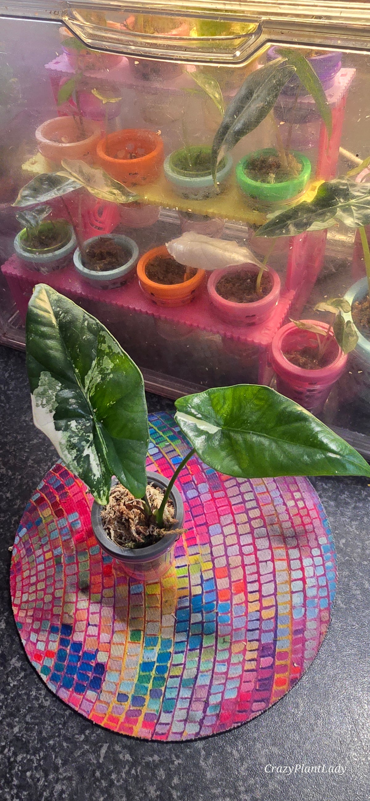 Alocasia Simpo Albo 🌈🪴🩷