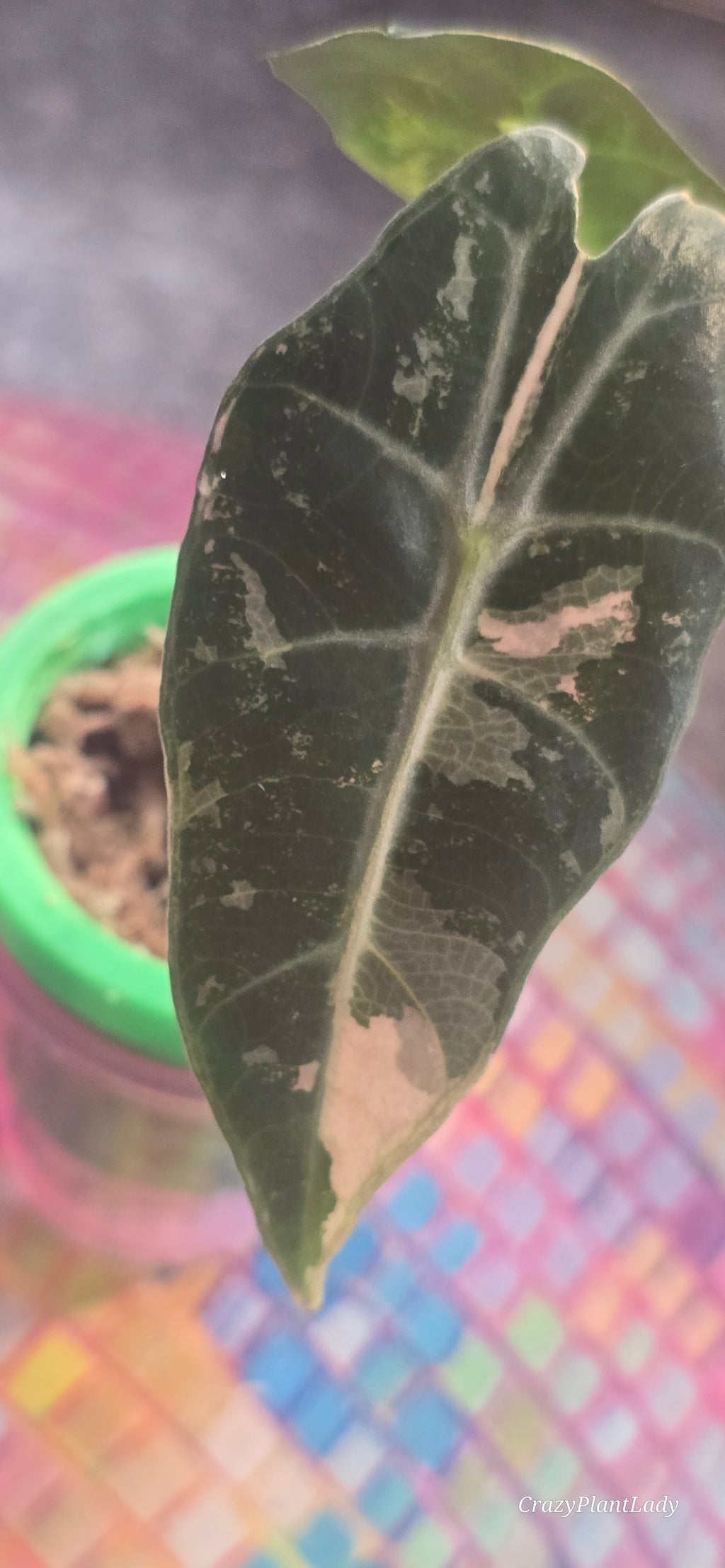 Alocasia Amazonica Pink 🌈🪴🩷
