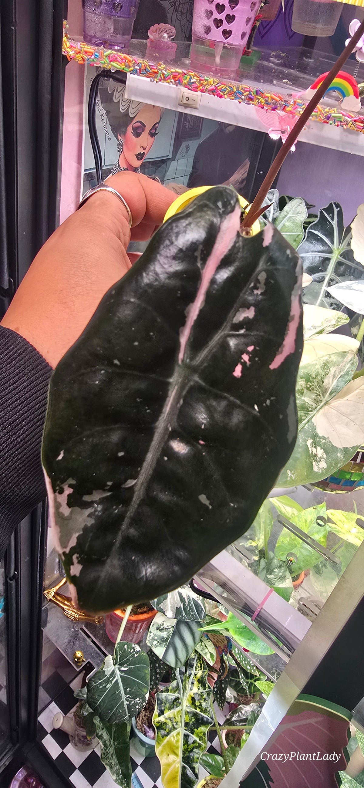 Alocasia Chantrieri Albo Pink 🪴🌈🩷