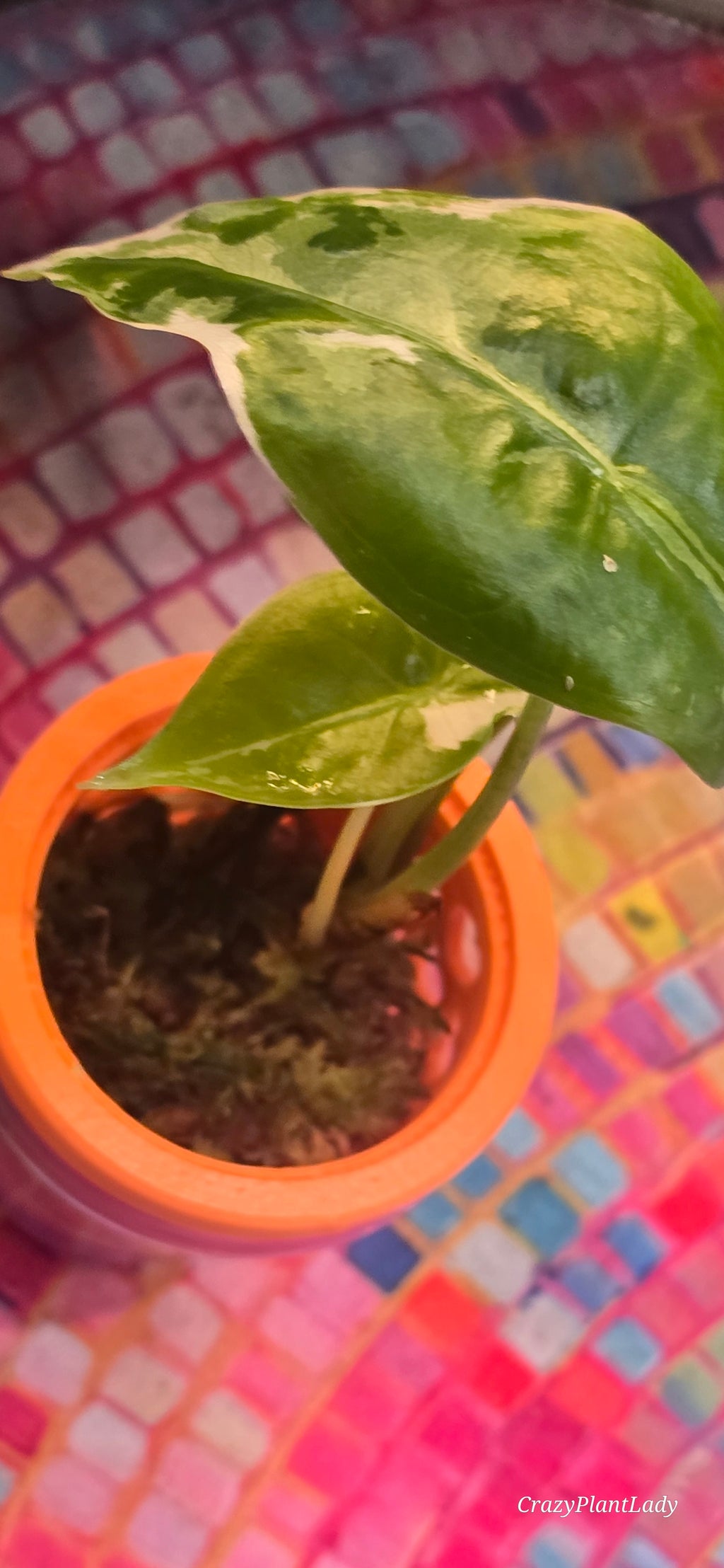 Alocasia Longiloba Albo (Pink Back) 🌸🤍✨