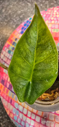 Alocasia Heterophylla Metallic Blue Aurea Variegated 💙🌈✨