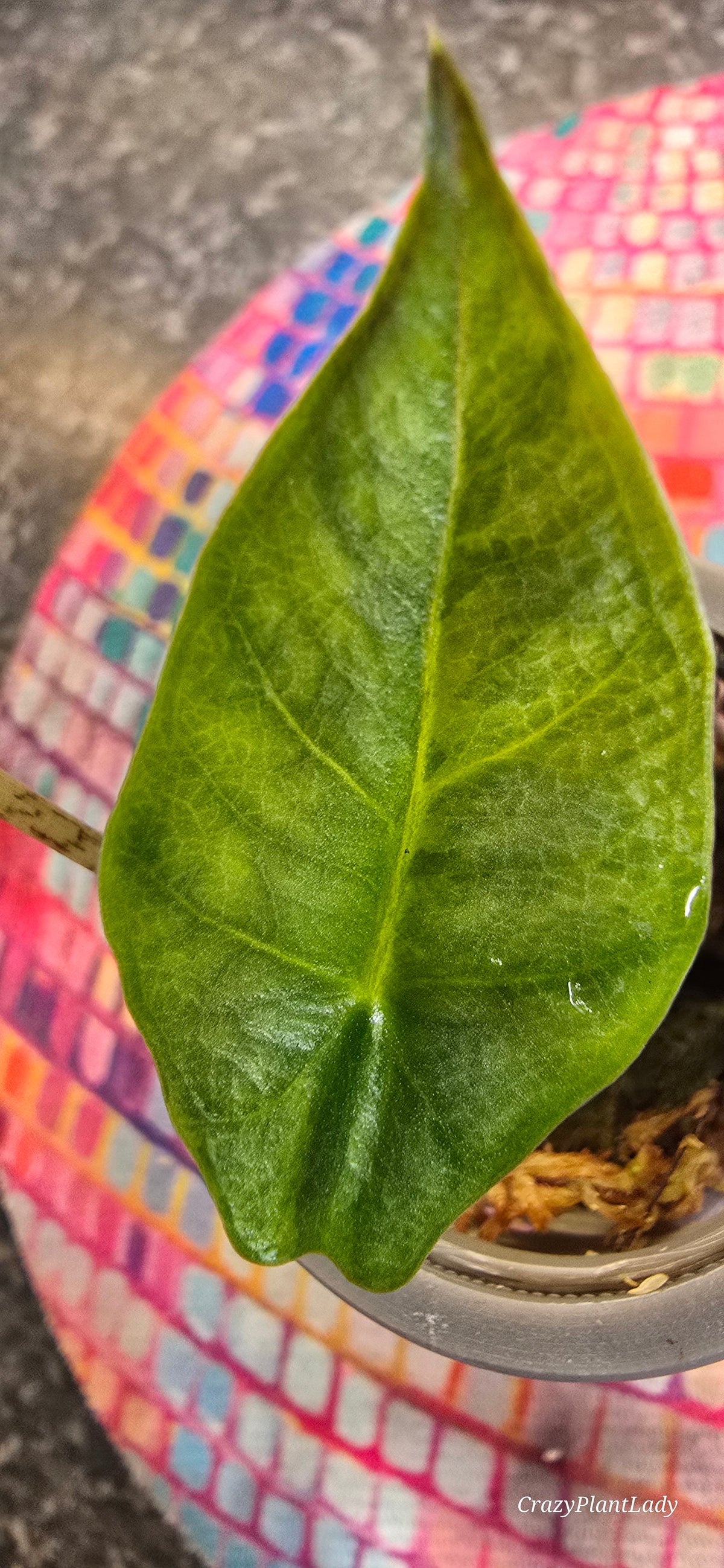 Alocasia Heterophylla Metallic Blue Aurea Variegated 💙🌈✨