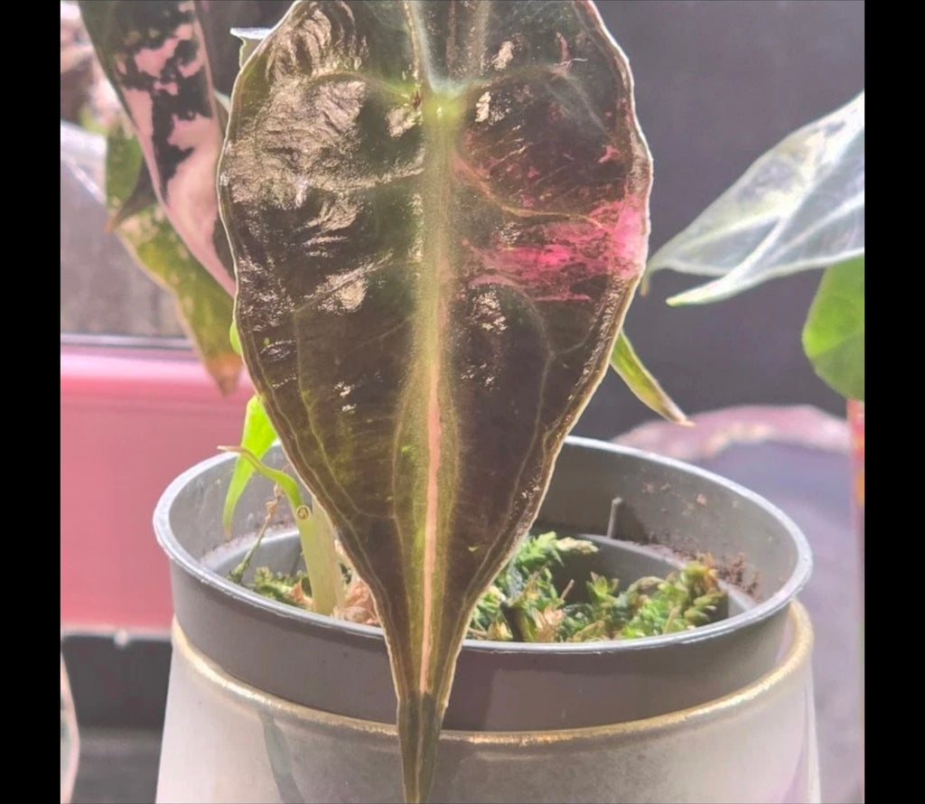 Alocasia Pink Venom Corm 🌿🩷