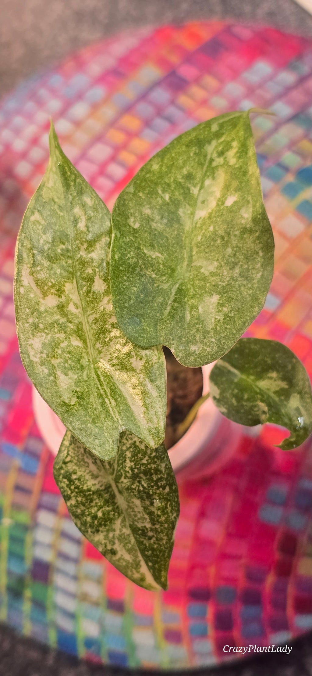 Alocasia Longiloba Thai Constellation Plantlet 🌈🪴🩷