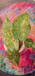 Alocasia Longiloba Thai Constellation Plantlet 🌈🪴🩷