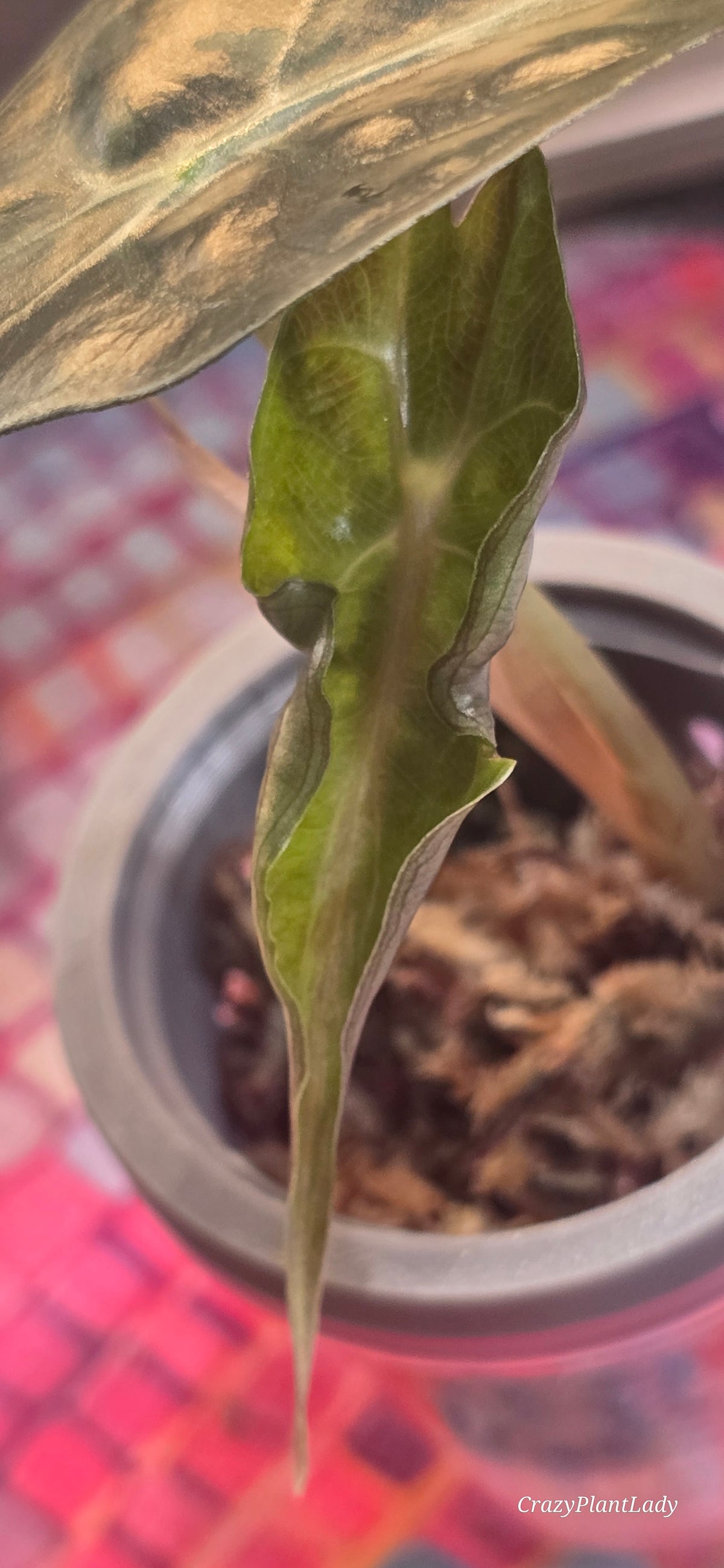🌱✨ Alocasia Venom Baby Corm No Aurea 🌈