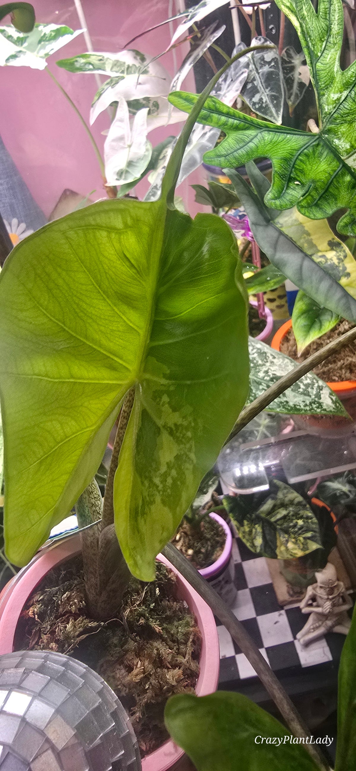 Alocasia Stingray Aurea | Corm 🌰🌈💜