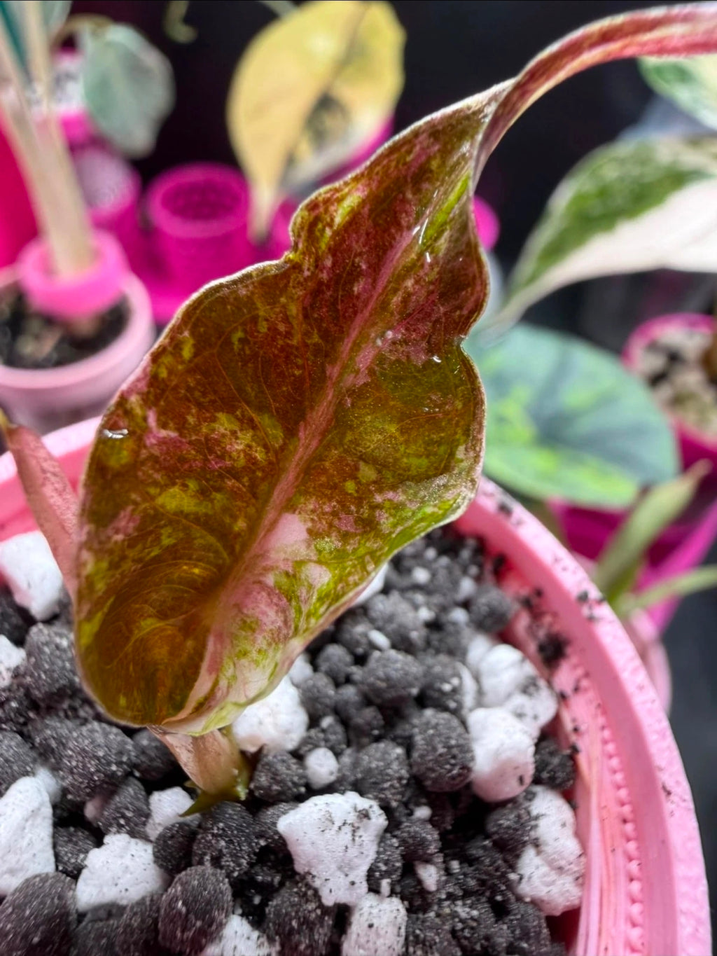 Alocasia Pink Venom Corm 🌿🩷