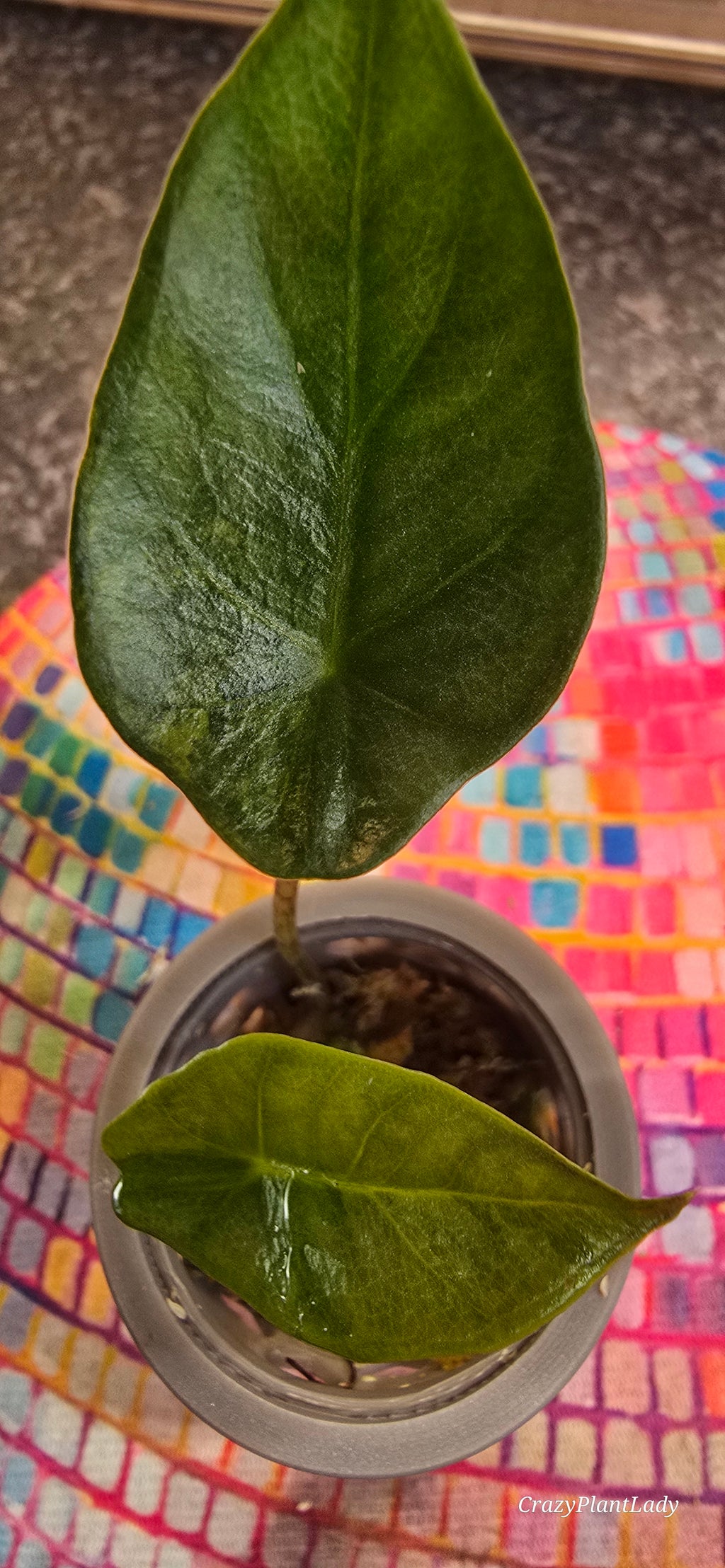 Alocasia Heterophylla Metallic Blue Aurea Variegated 💙🌈✨
