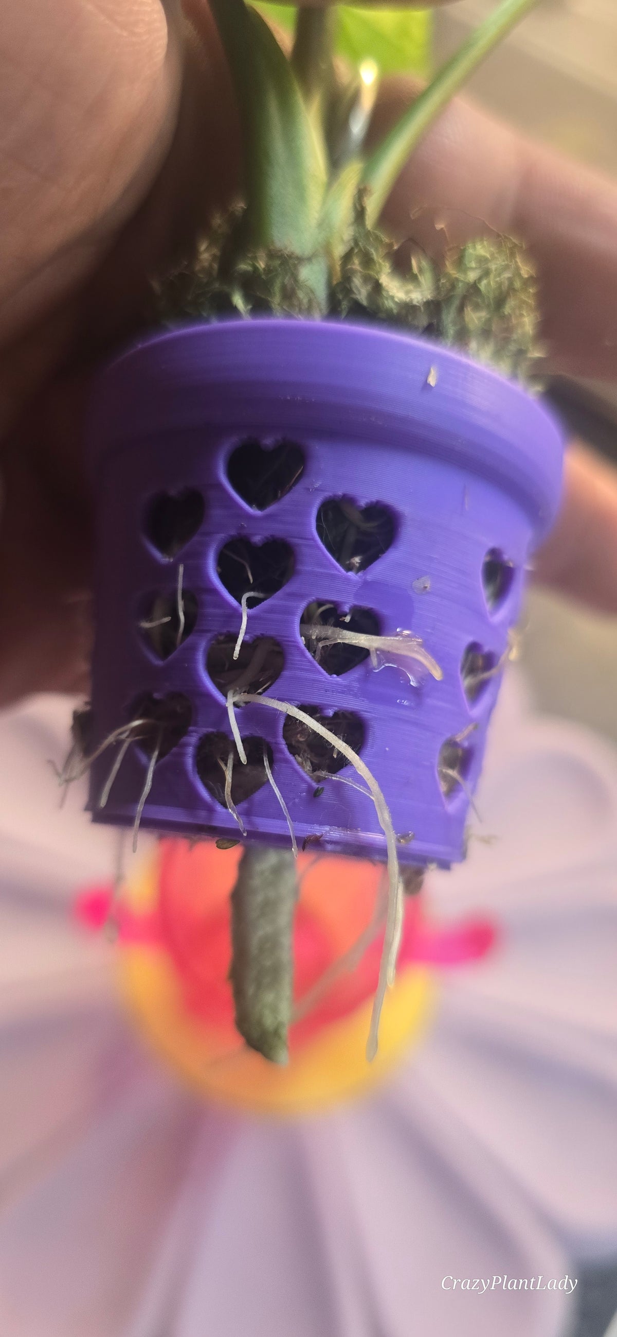 Alocasia Simpo Albo 🌈🪴💜